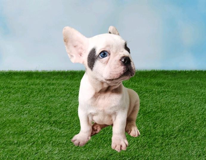 Vendo filhote de Bulldog Francês  - Foto 4