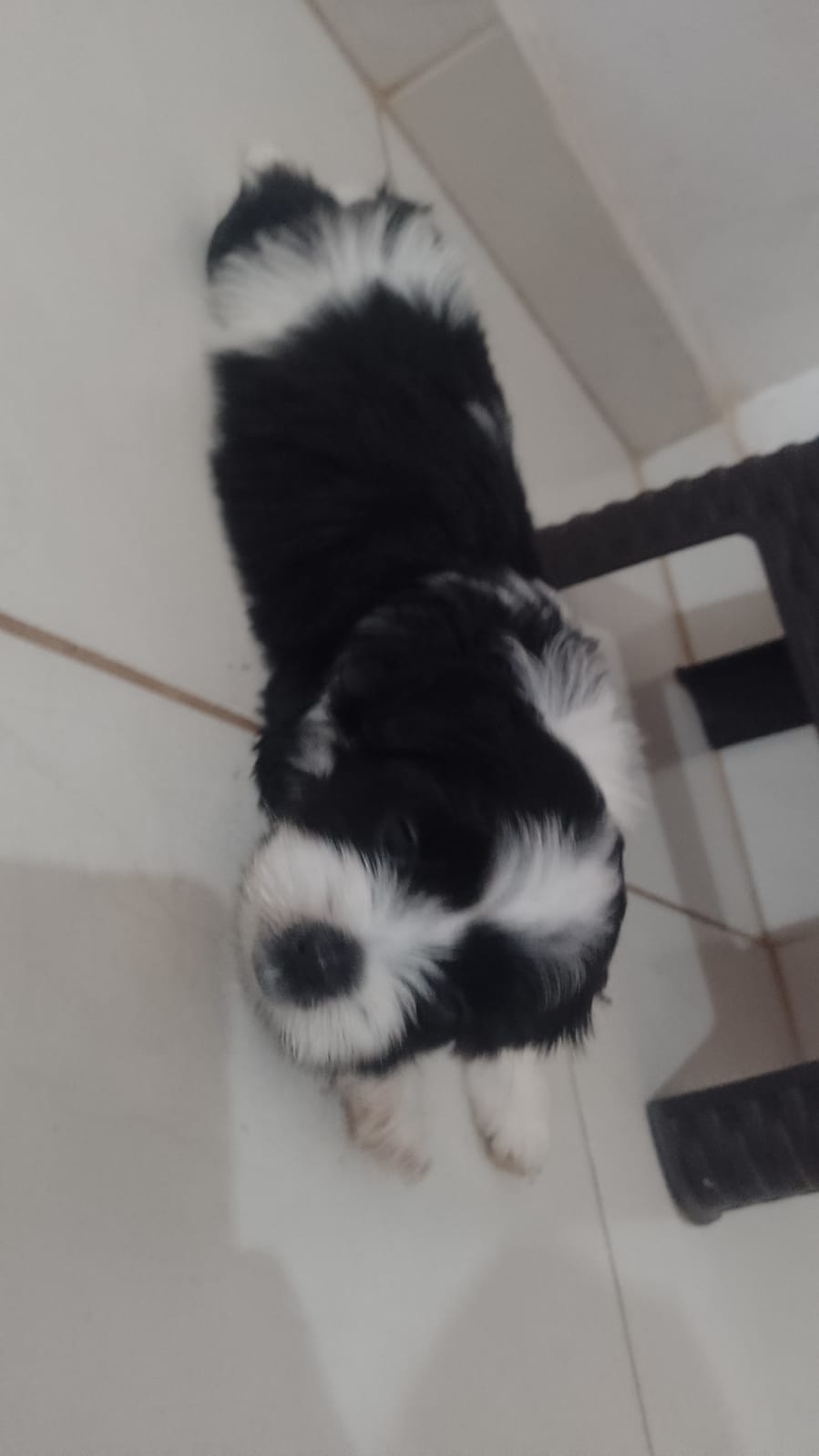 Portal Vendocão Vendo shi tzu Porto velho 