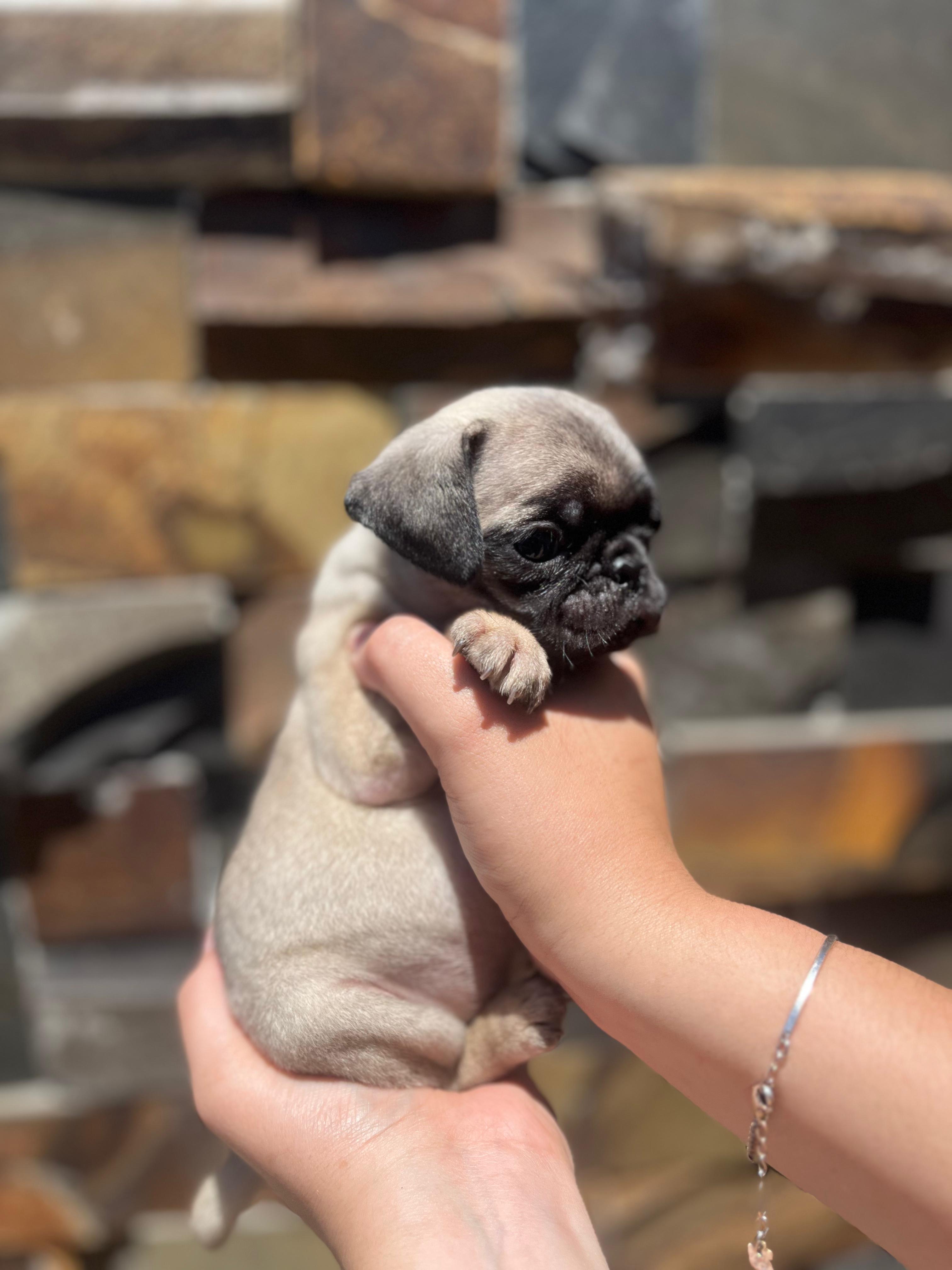 Portal Vendocão FILHOTES DE PUG Porto Alegre