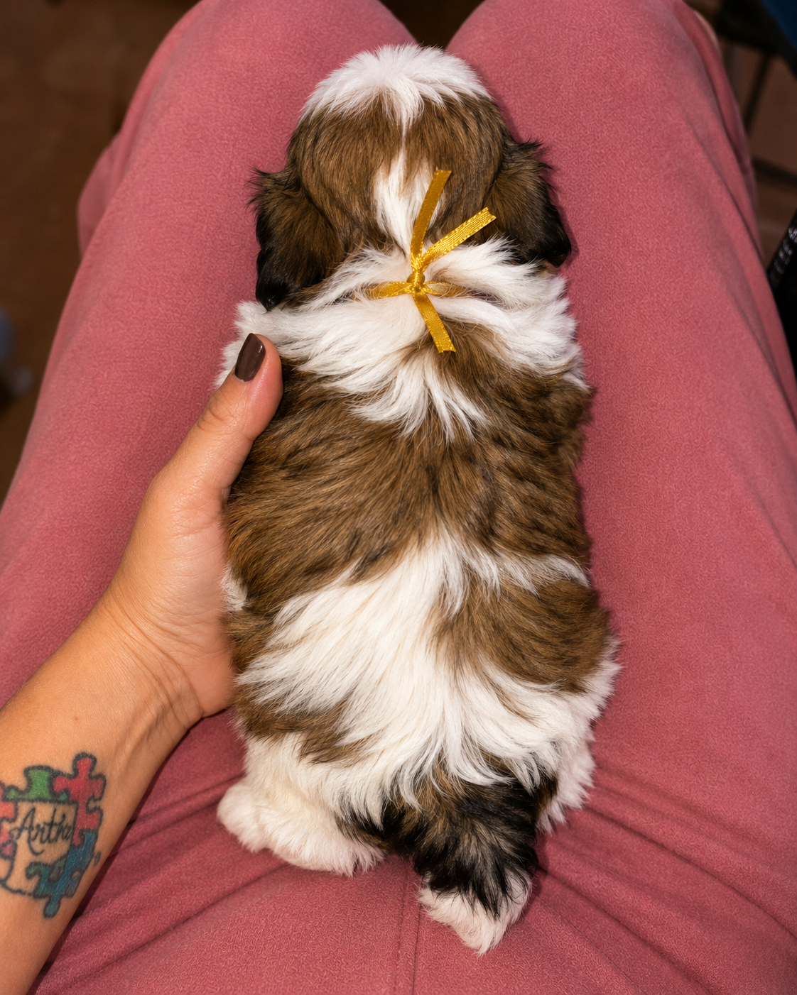 Filhotes de Shih Tzu lindos e carinhosos - Foto 4