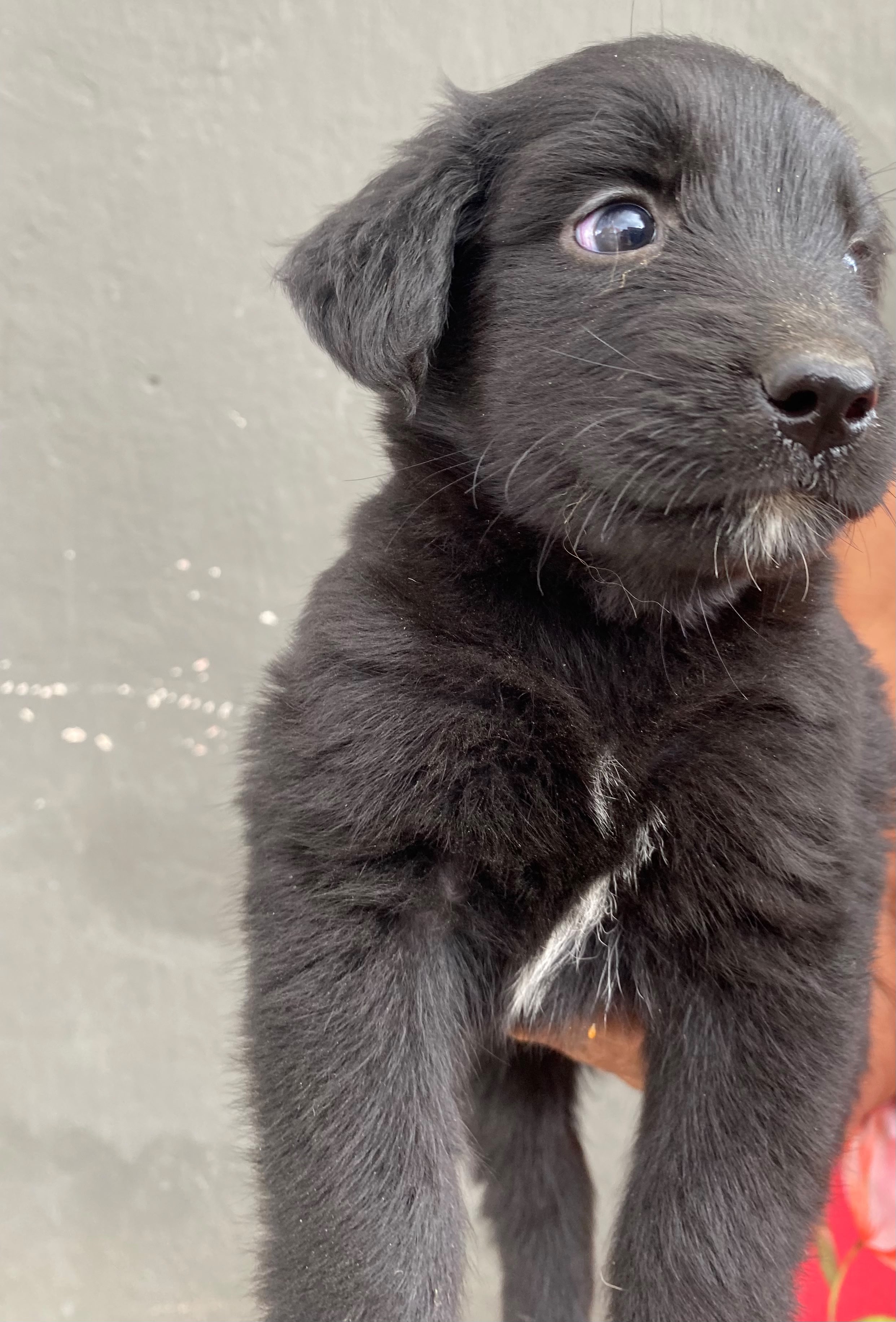 🐾 Título: Filhotes Goberian (Golden + Husky) – 1 mês e 15 dias | 1 Fêmea e 2 Machos - Foto 4