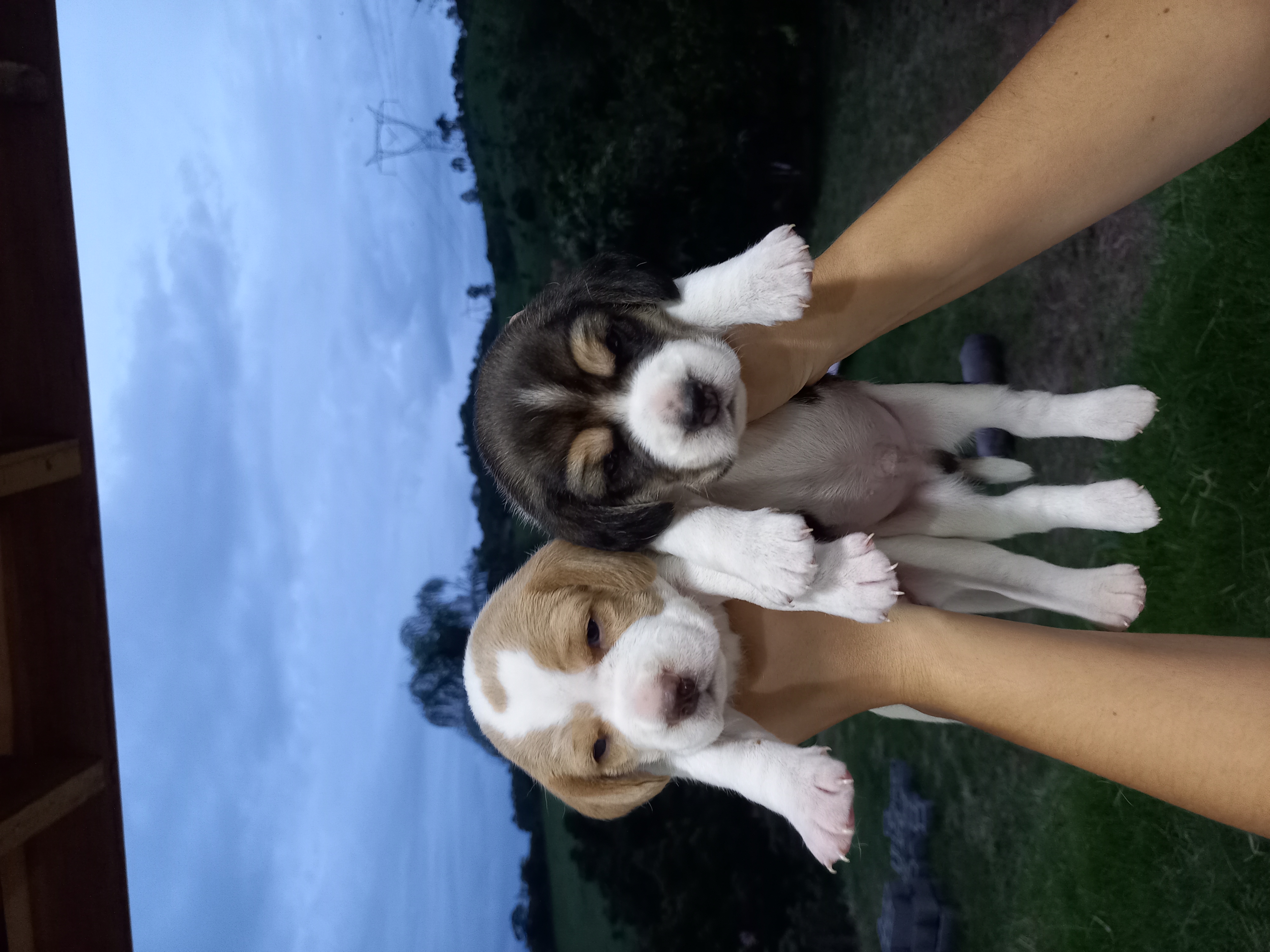 Beagle - Foto 1