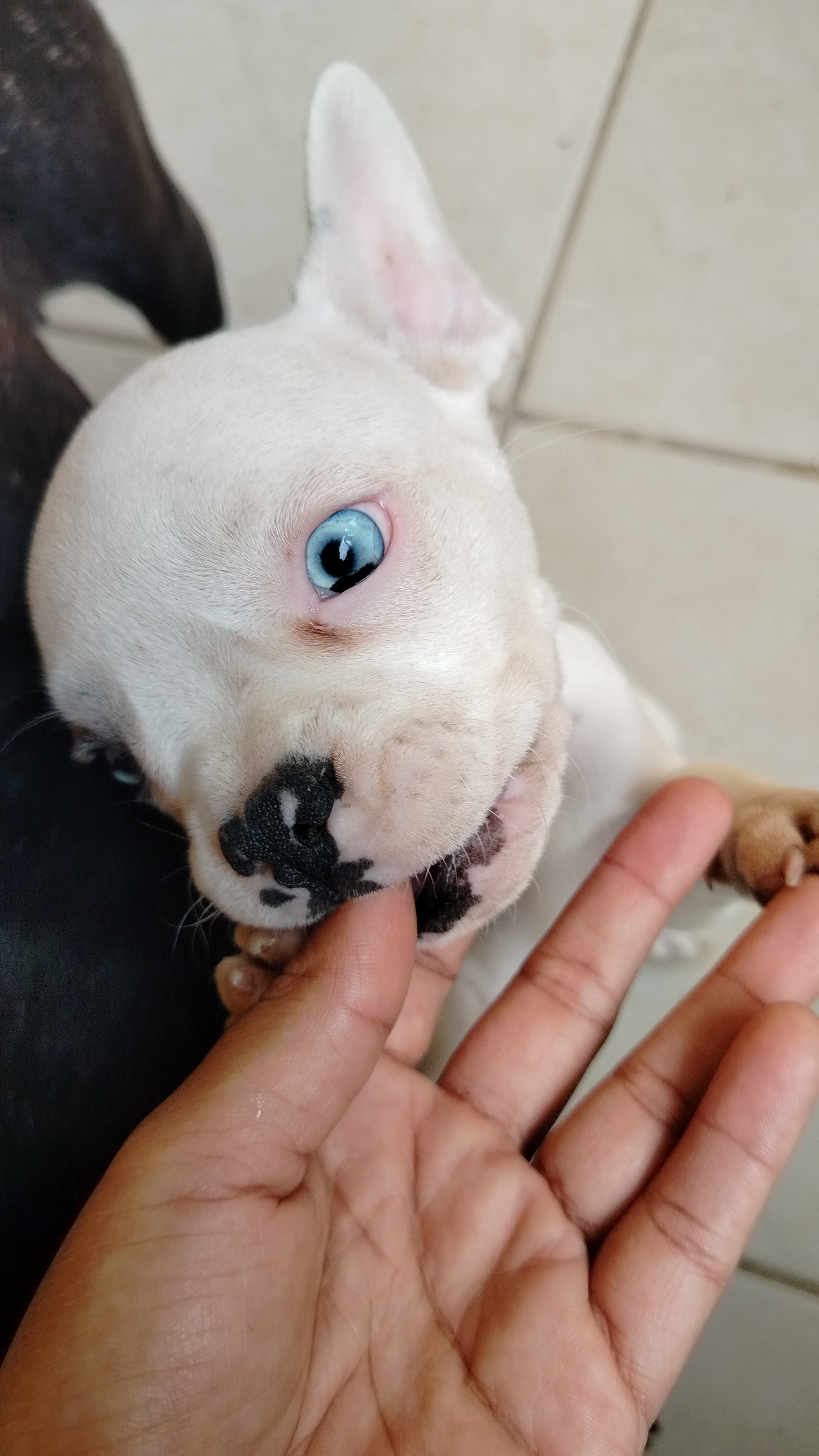 Portal Vendocão Buldogue francês Ipatinga