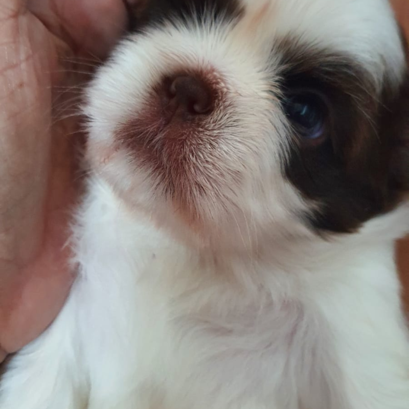 Fêmea de shih Tzu linhagem fígado