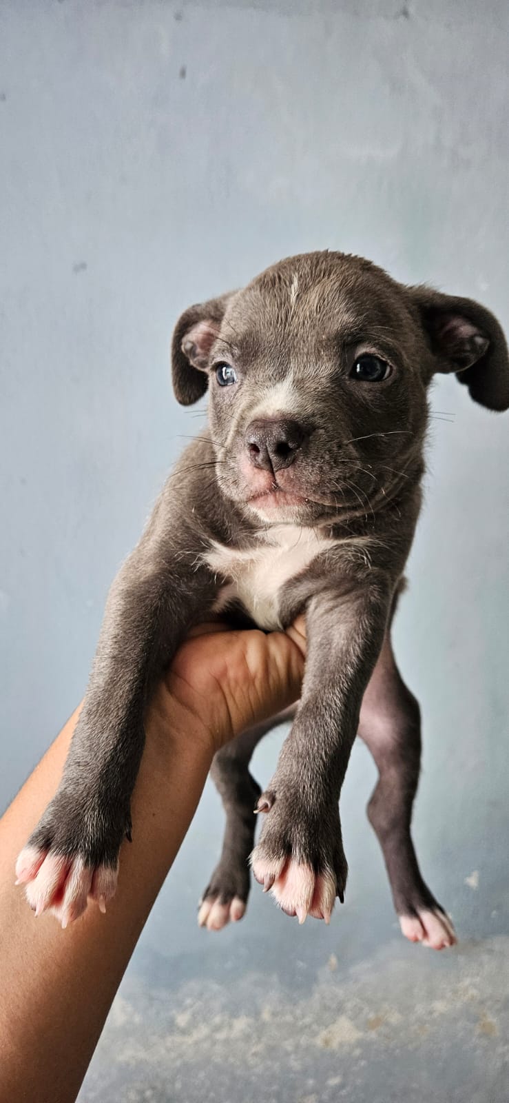 Portal Vendocão Filhote de American bully micro  Camaragibe 