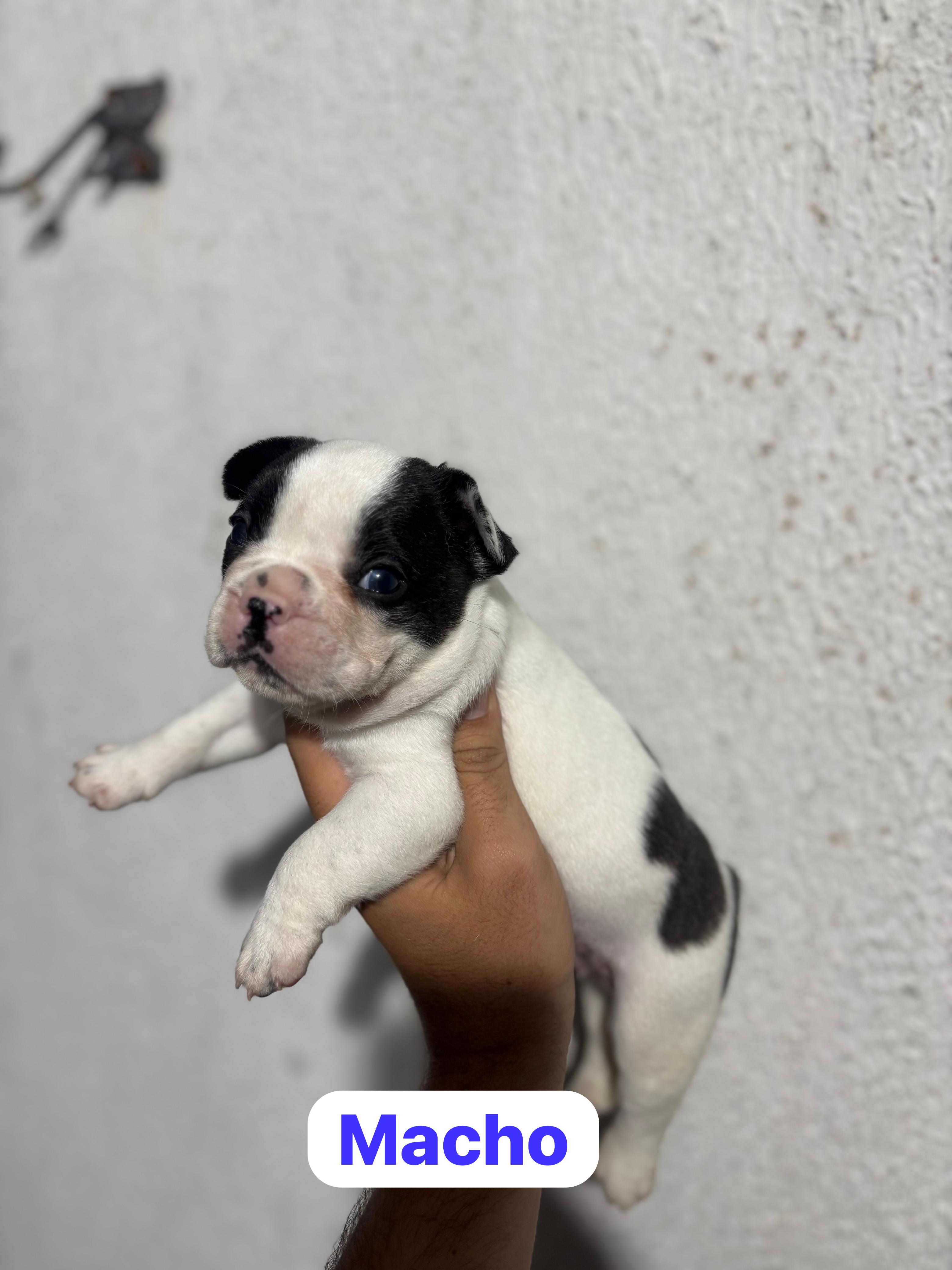 Portal Vendocão Filhotes bulldog francês  João Pessoa 