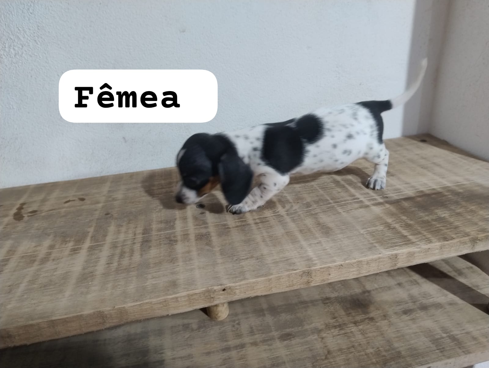 Portal Vendocão Filhotes de dachshund  Cachoeirinha 