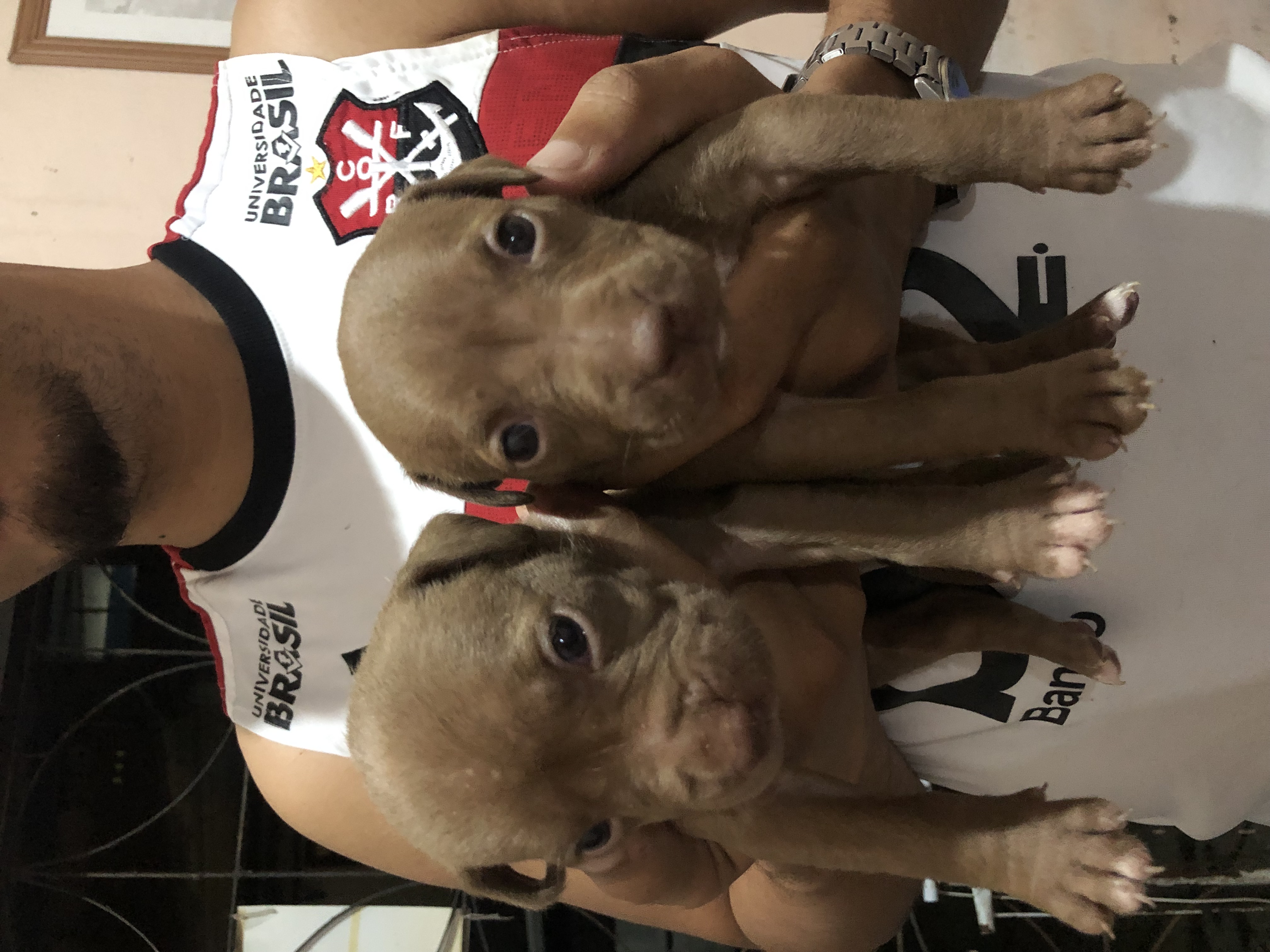Portal Vendocão Filhotes de pitbull  Itabuna