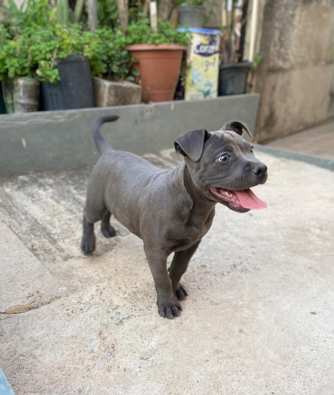 Portal Vendocão Filhote American Bully fêmea  Belo Horizonte