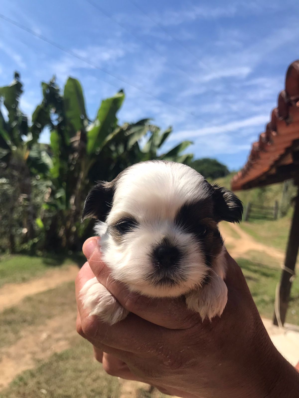 Portal Vendocão vende-se filhote shih-tzu volta redonda