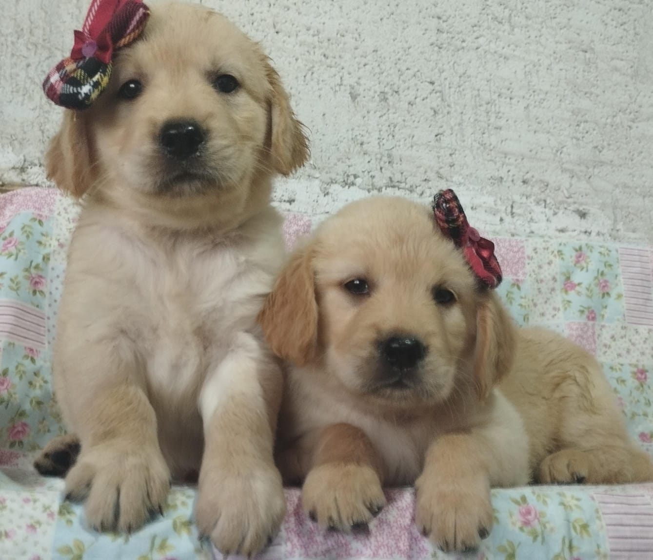 filhotes de Golden Retriever Duque de Caxias