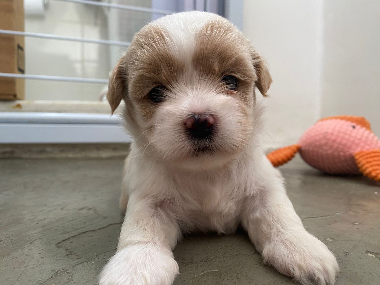 Vende se shih tzu - Foto 1