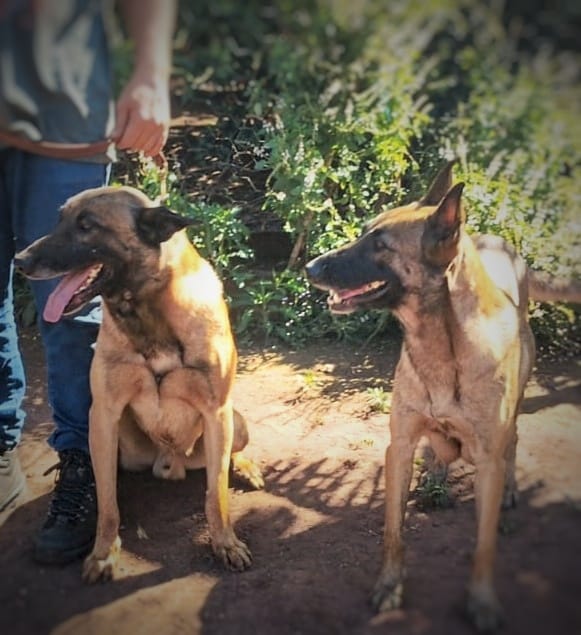 Pastor belga malinois  - Foto 5