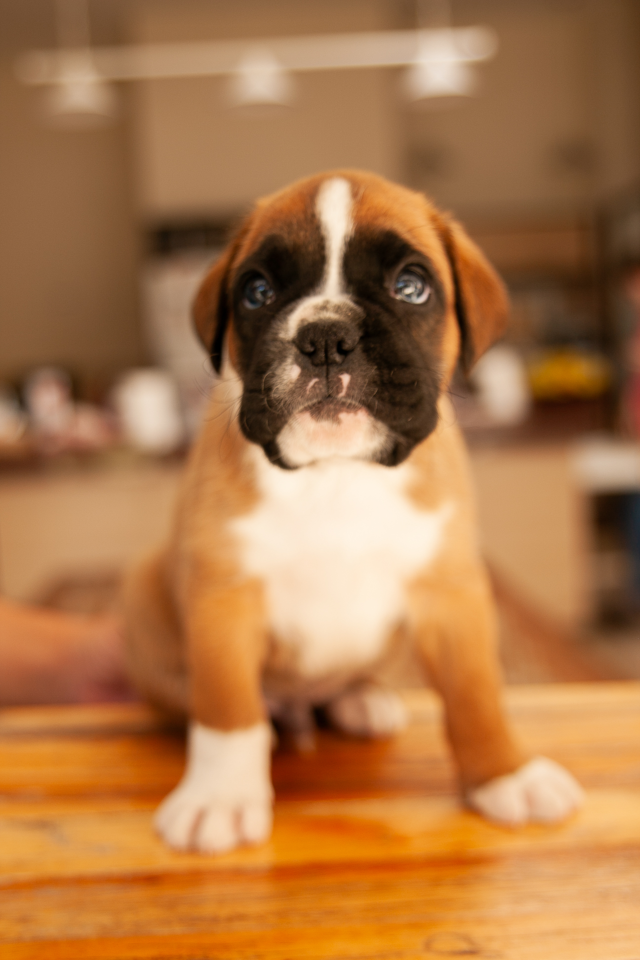 Filhote de Boxer Macho - Thor, criado em família - Foto 1
