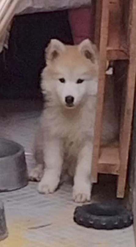 Portal Vendocão Husky fêmea pelagem wooly  Arapiraca 