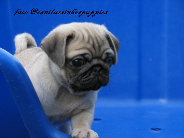 Portal Vendocão pug lindos bebes pronta entrega @canilursinhospuppies são paulo