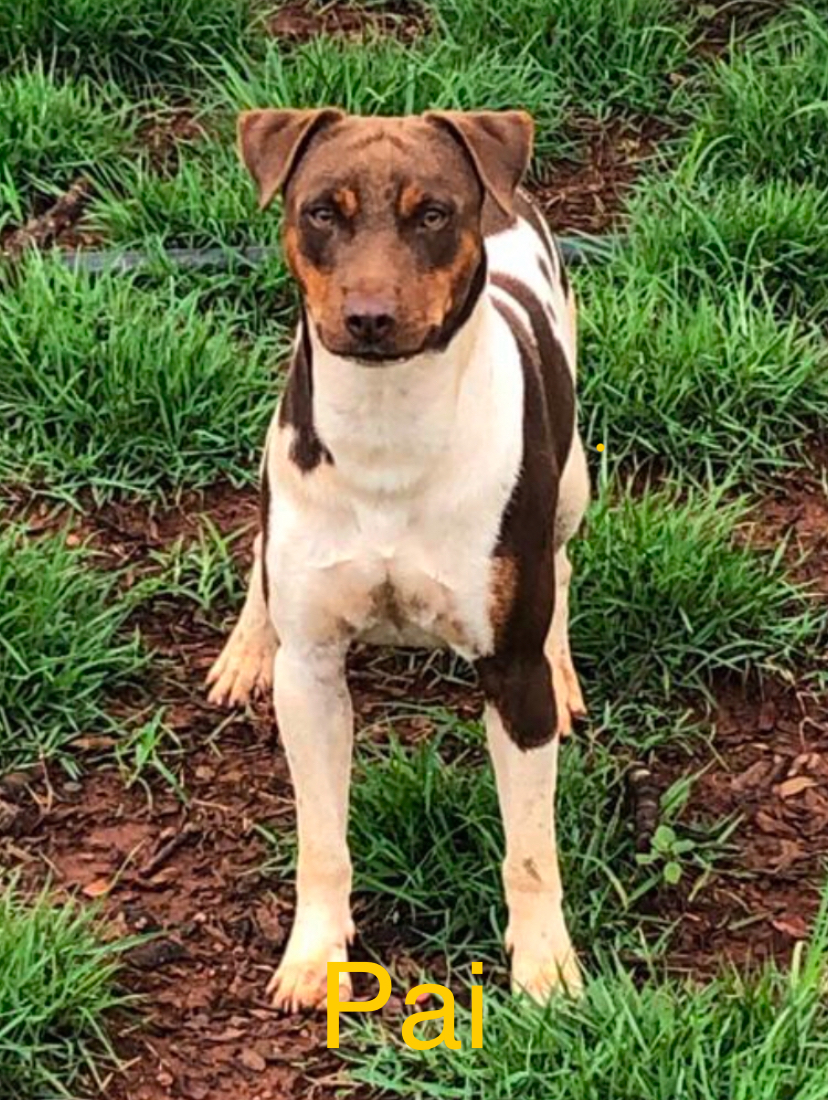 Portal Vendocão Fox paulistinha Uberaba
