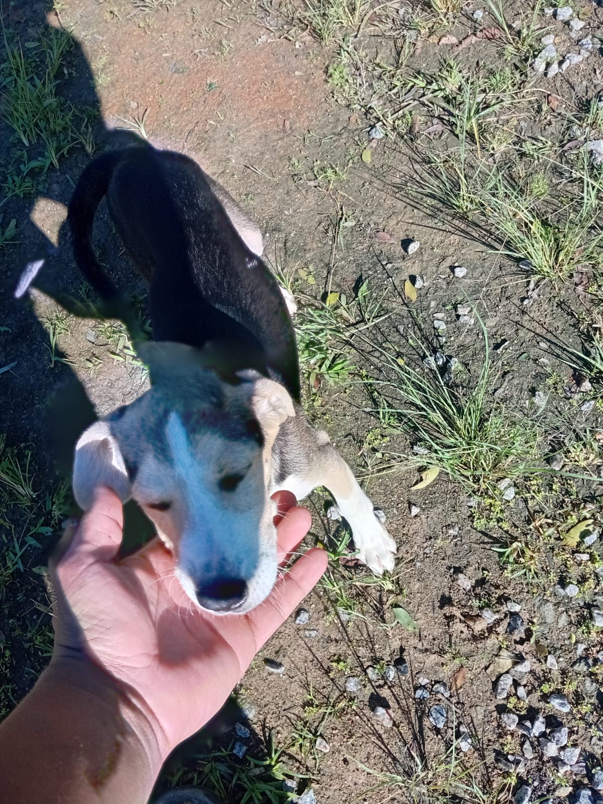 Portal Vendocão Filhotes de cachorro da raça Pura Urrador, linhagem diferenciada com Bianchini. São José