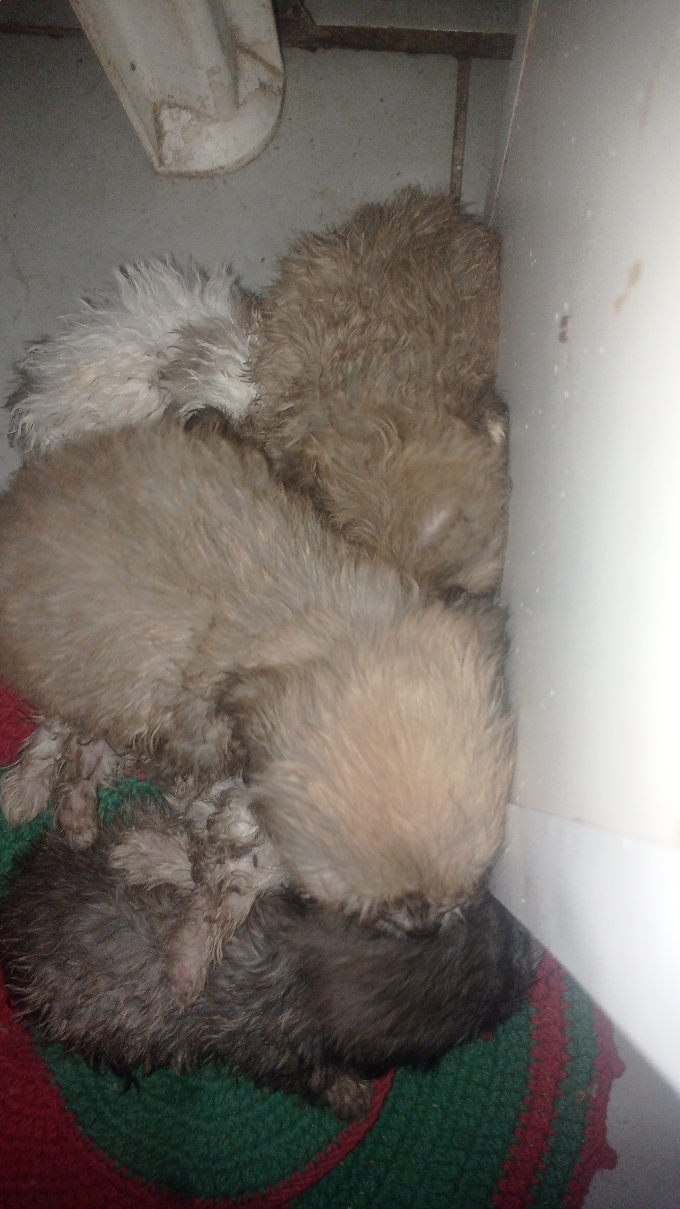 Portal Vendocão Filhote Peludos  Porto Velho