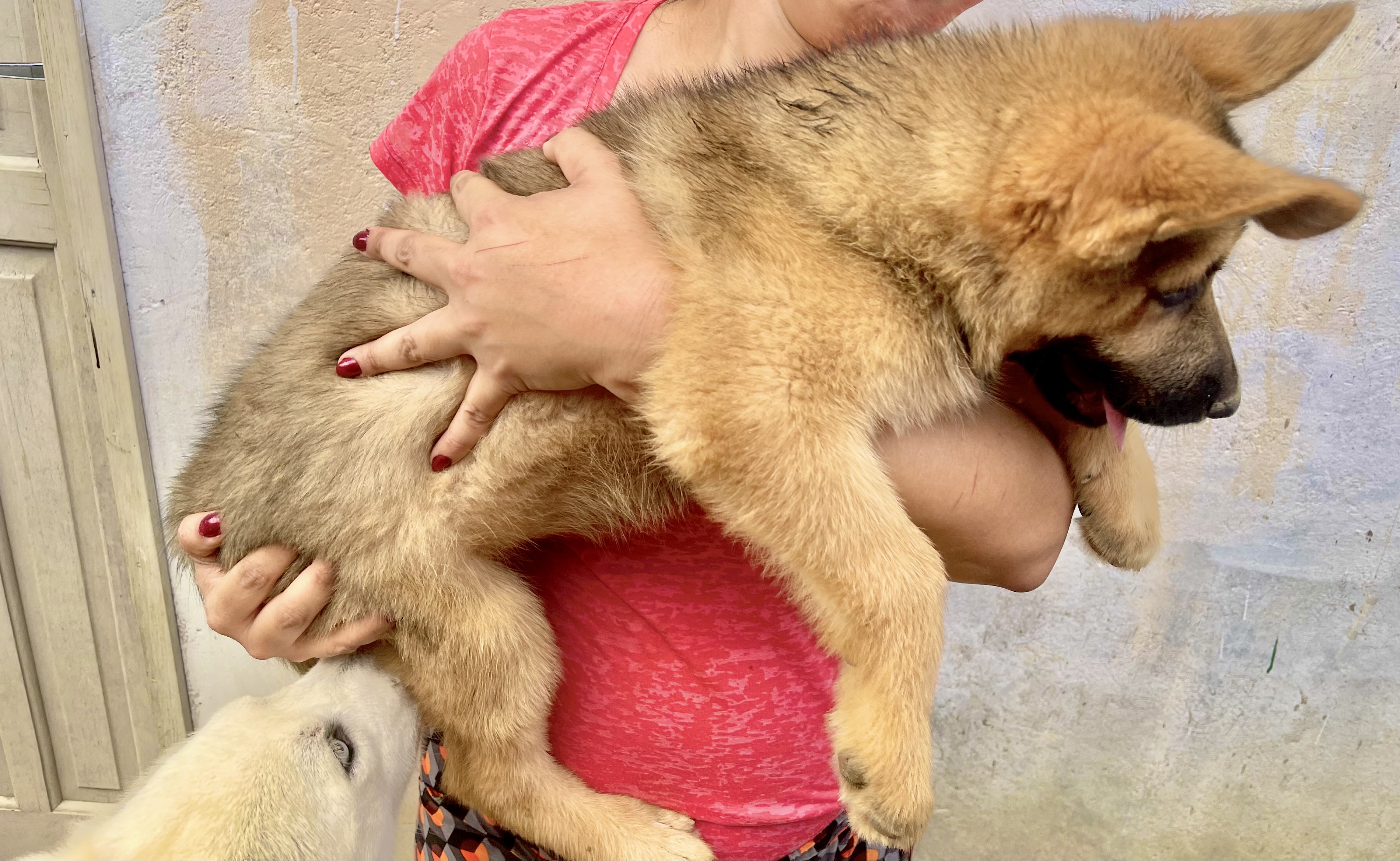 Portal Vendocão Filhotes de Shepsky - Mistura de Husky Siberiano e Pastor Alemão Puro! Biguaçu