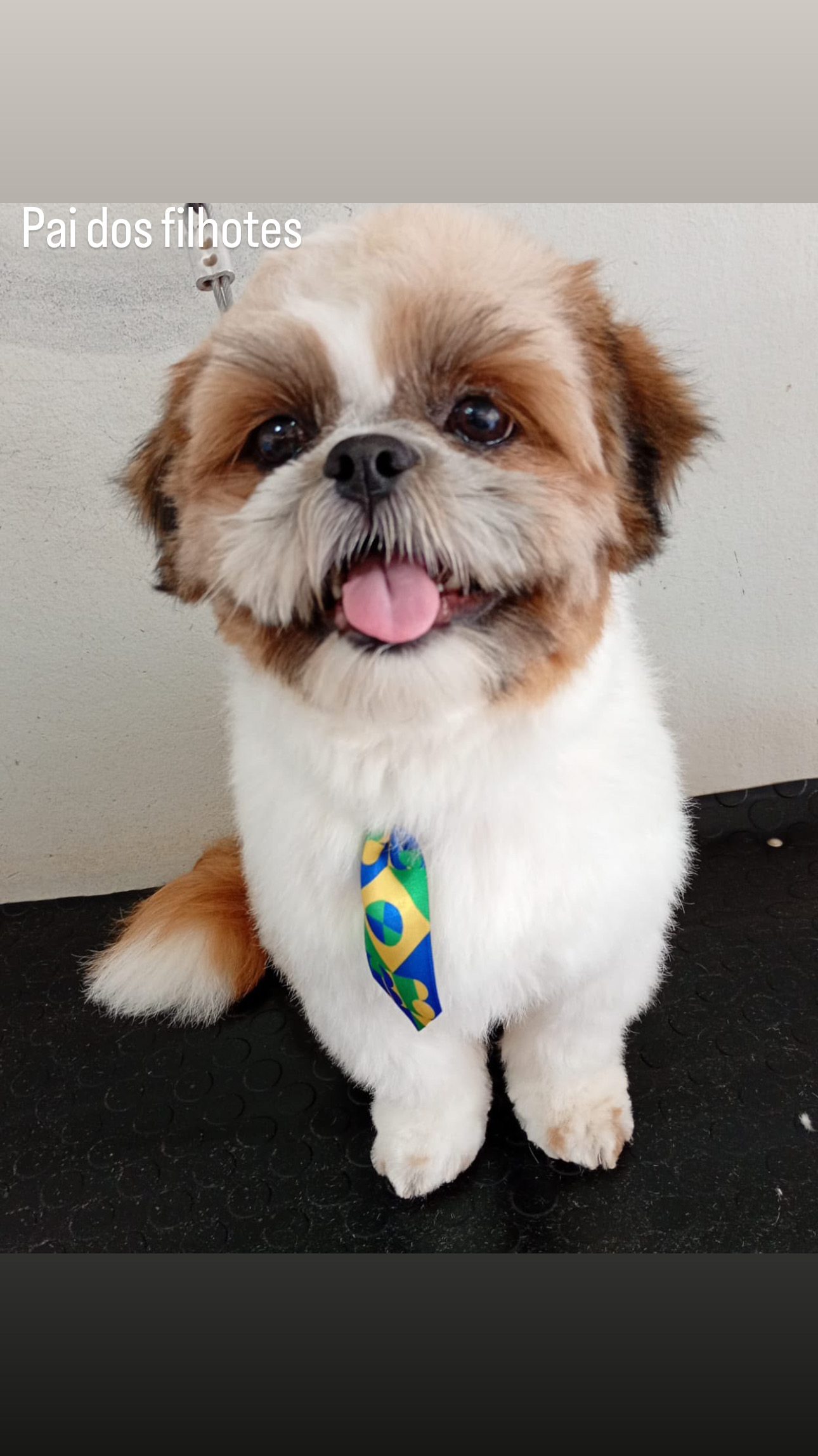  Shih Tzu disponível! - Foto 5