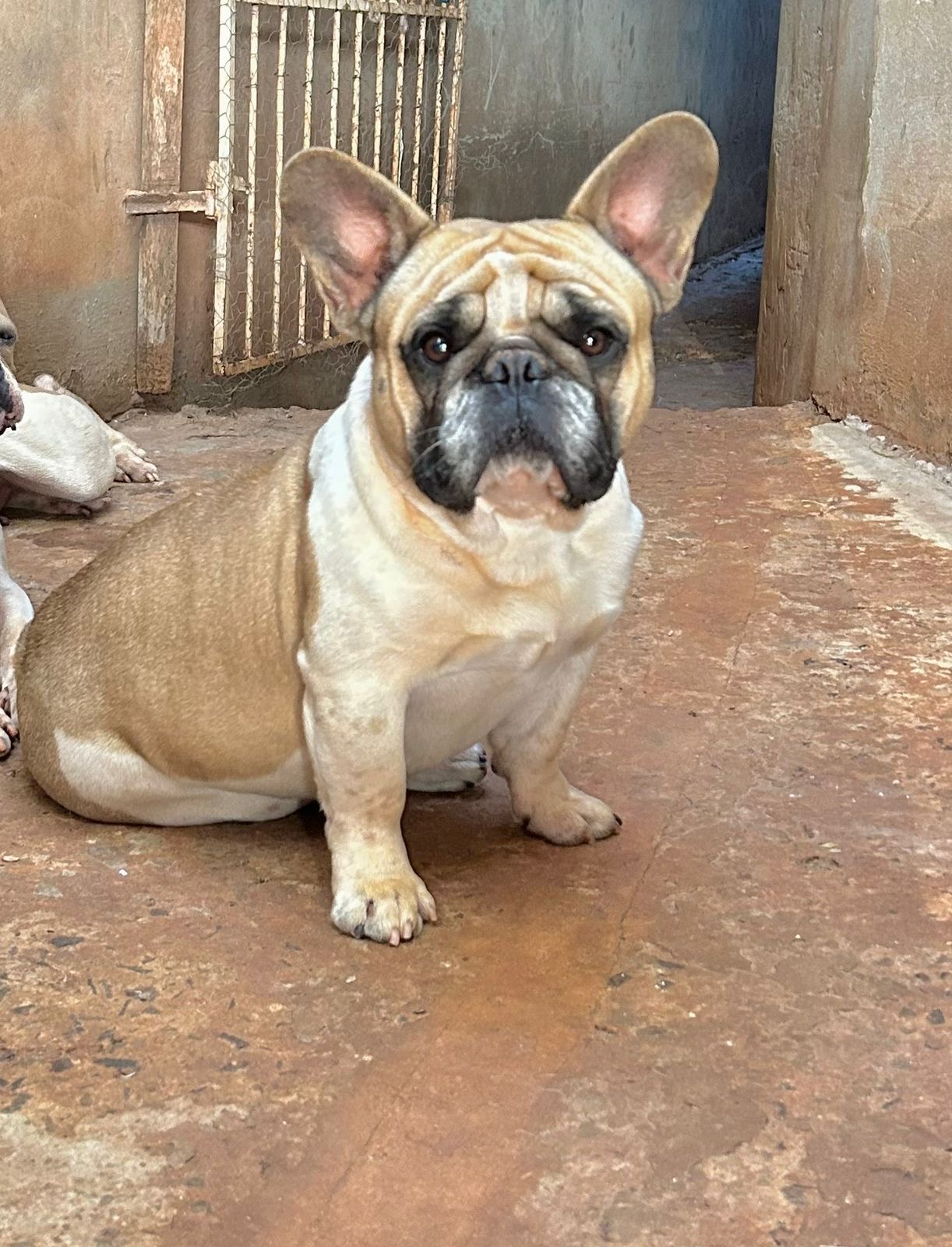 Portal Vendocão Vendo Bulldog Francês macho  Campo Grande 