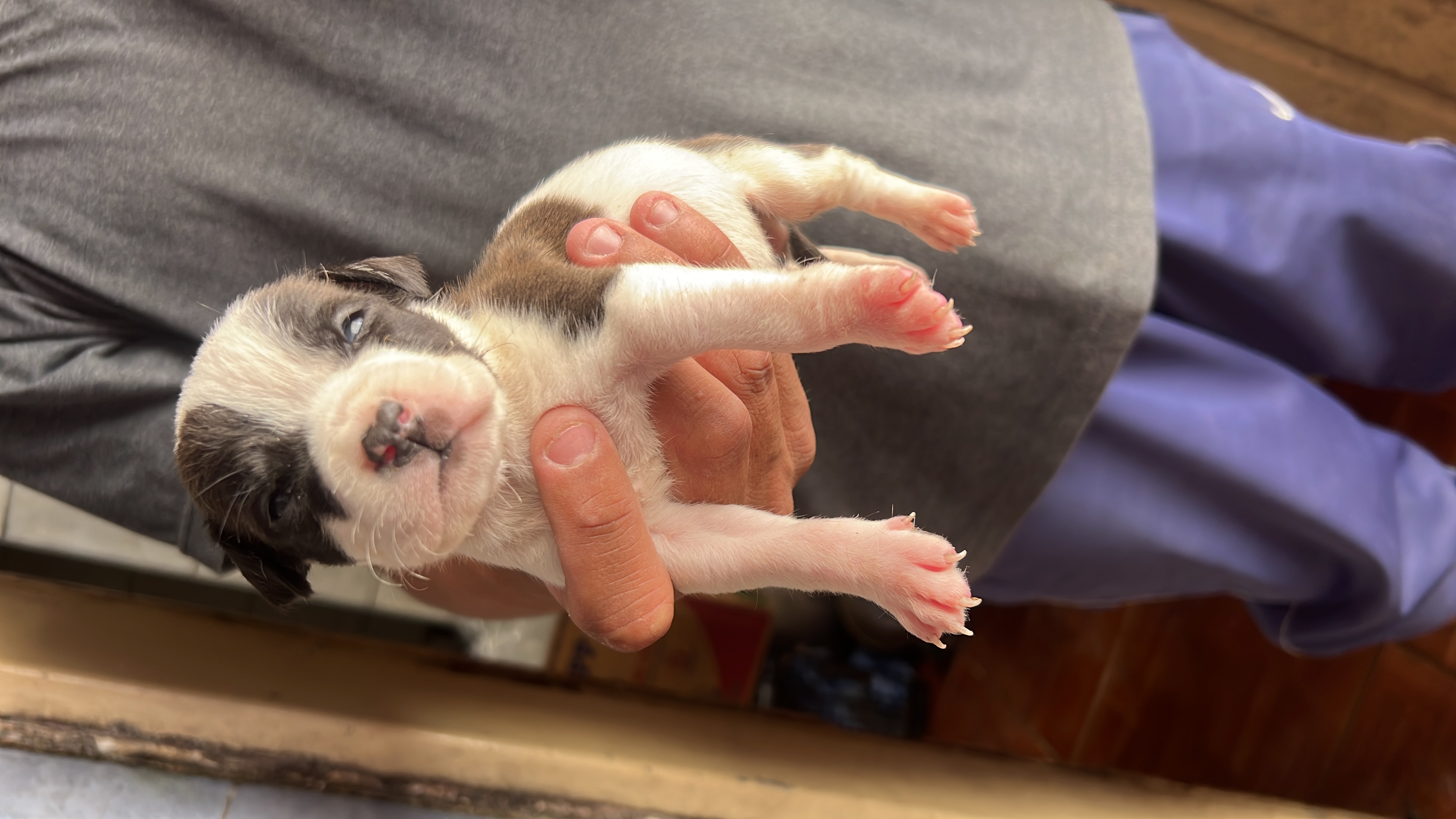 Portal Vendocão Vende se filhote de pit bull  Diadema 