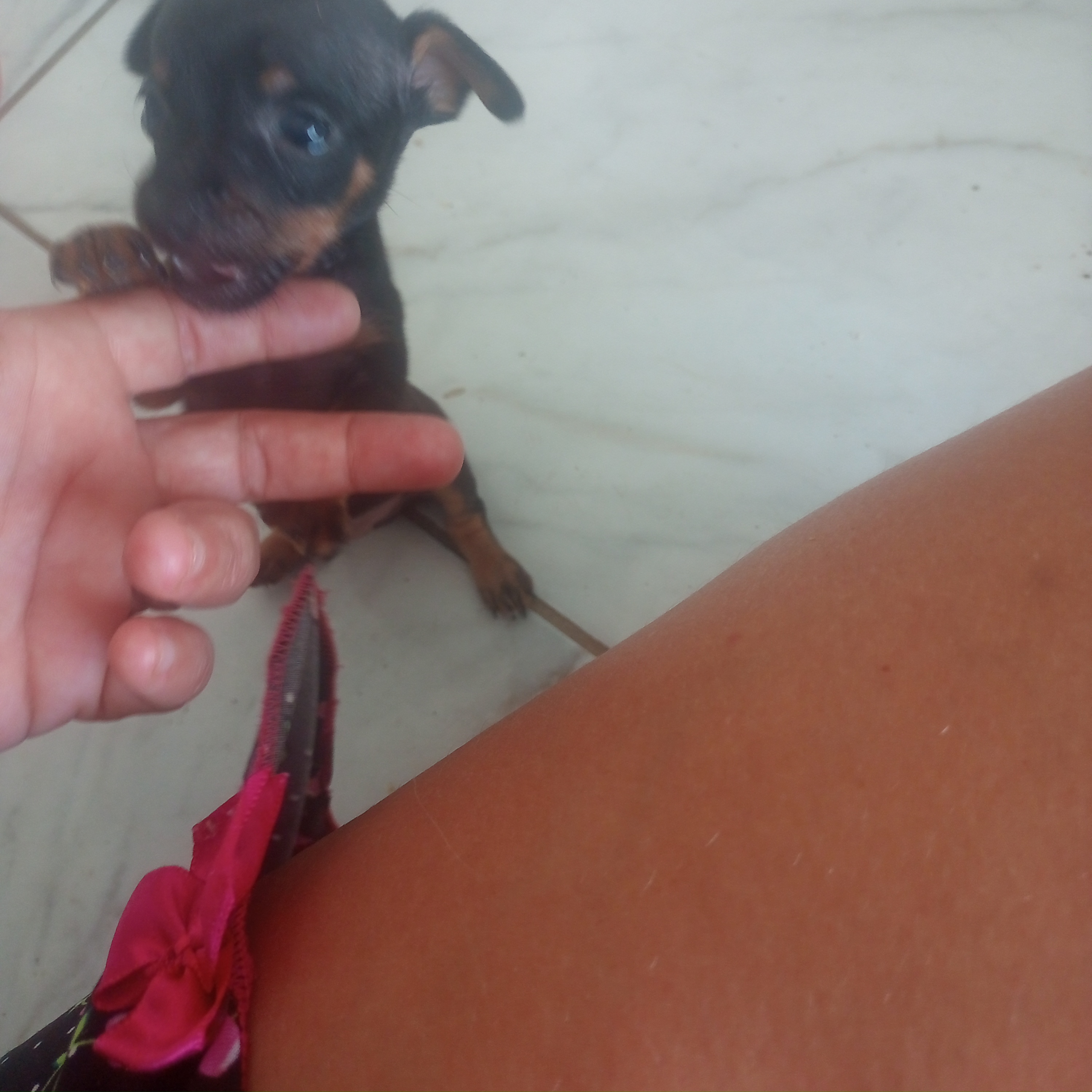 Portal Vendocão Filhote de pinscher miniatura  Aparecida 