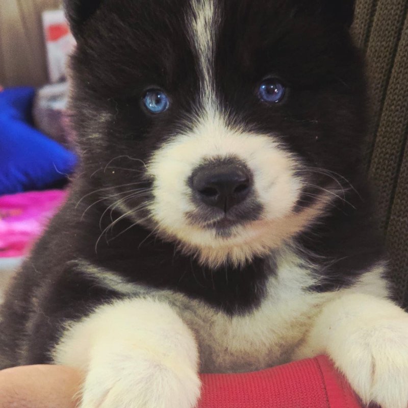 Filhote de husky malamute