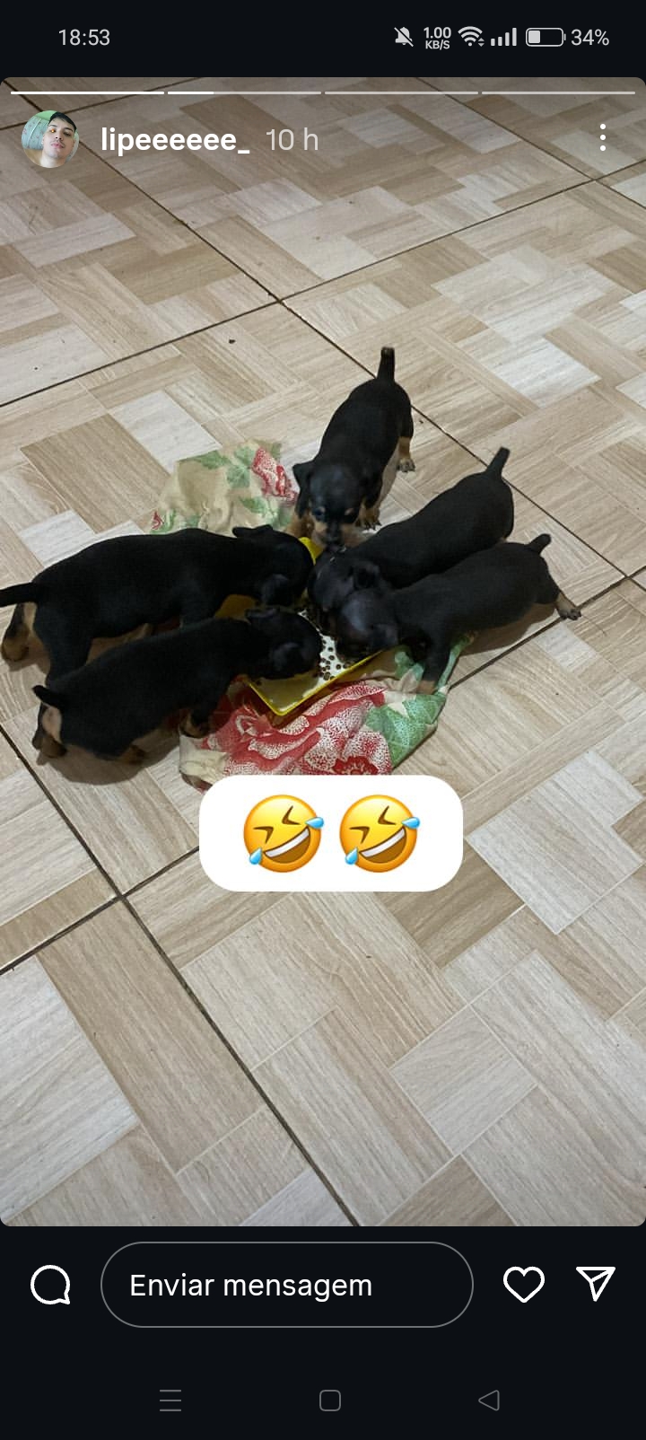 Portal Vendocão Raça picher 01  Manaus 