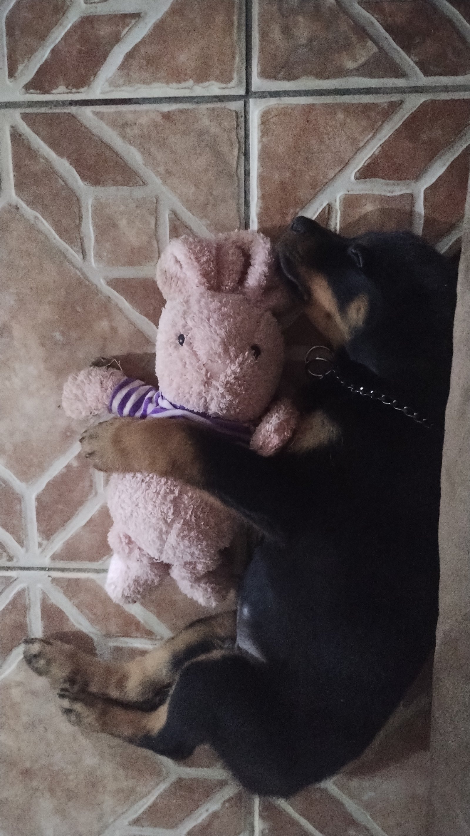  rottweiler filhote 