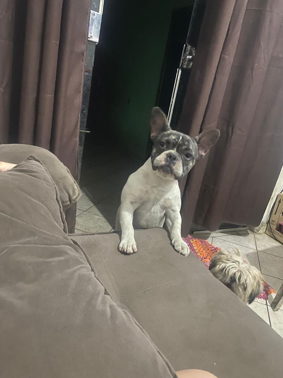 Bulldog Francês - Foto 2