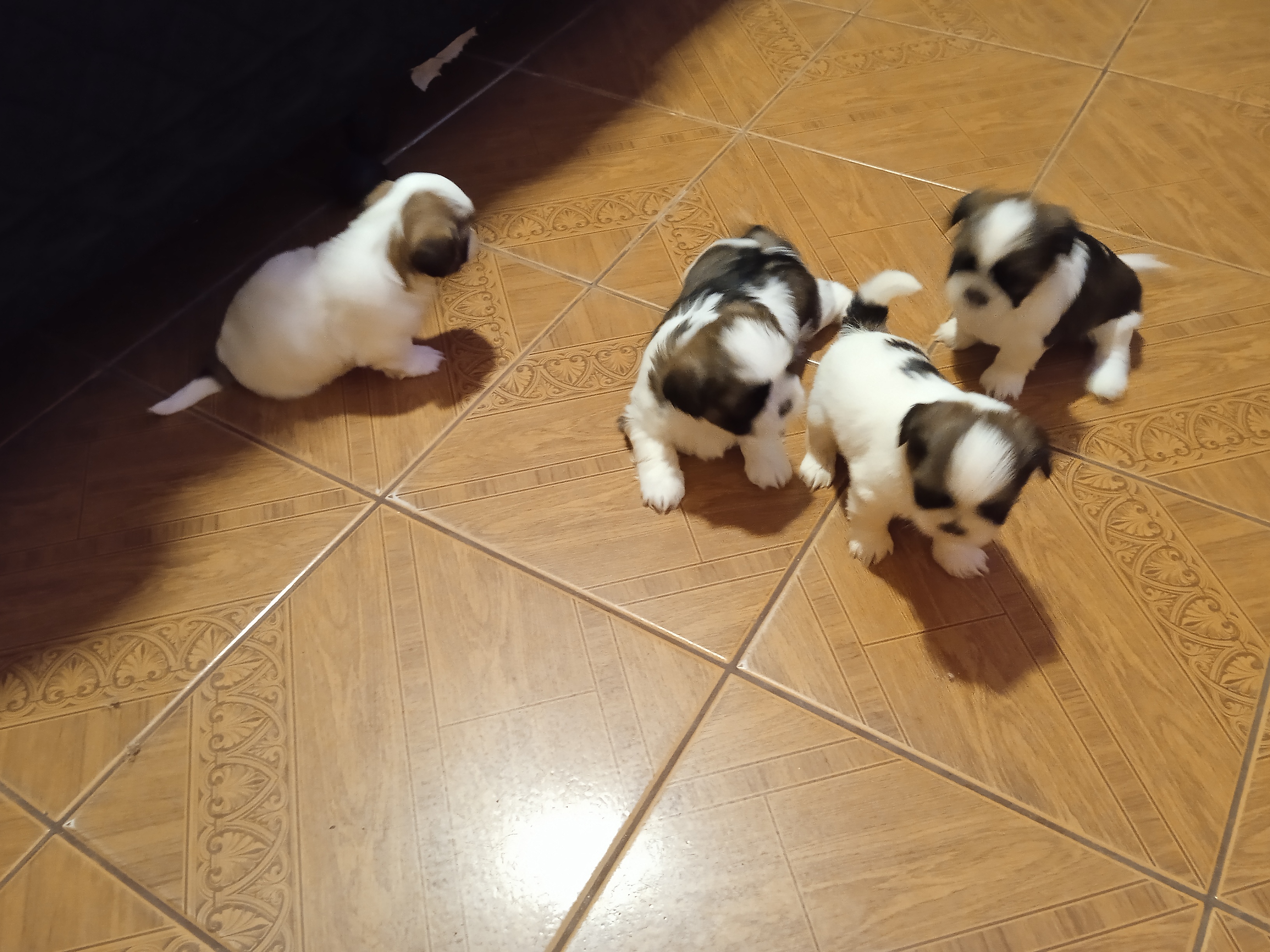 Portal Vendocão Vendo estes lindos filhotes de Shitzu  Belém 