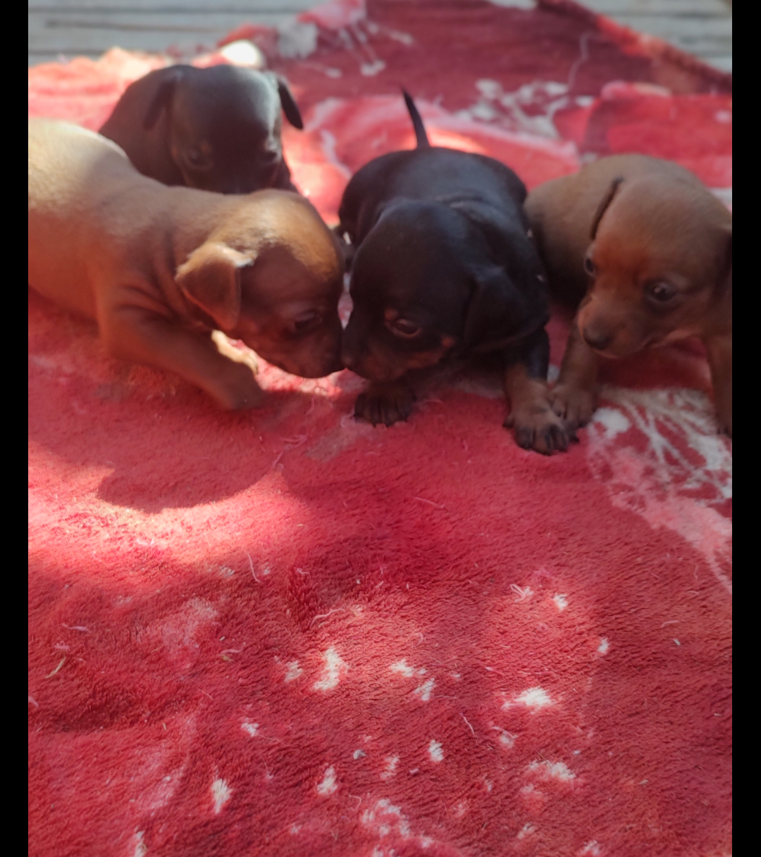 Portal Vendocão Filhote de Pinscher  ,mãe 2 e o pai 0 Tabatinga