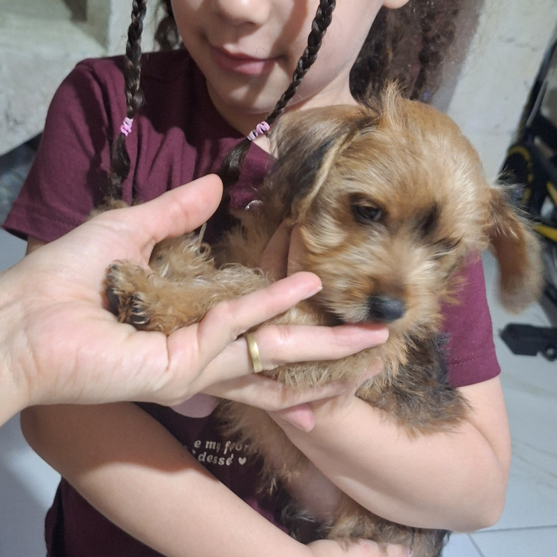 Filhote pinscher 1 + yorkshire pequeno - Foto 2
