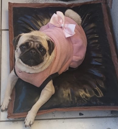 Vendo pug fêmea (porte pequeno)