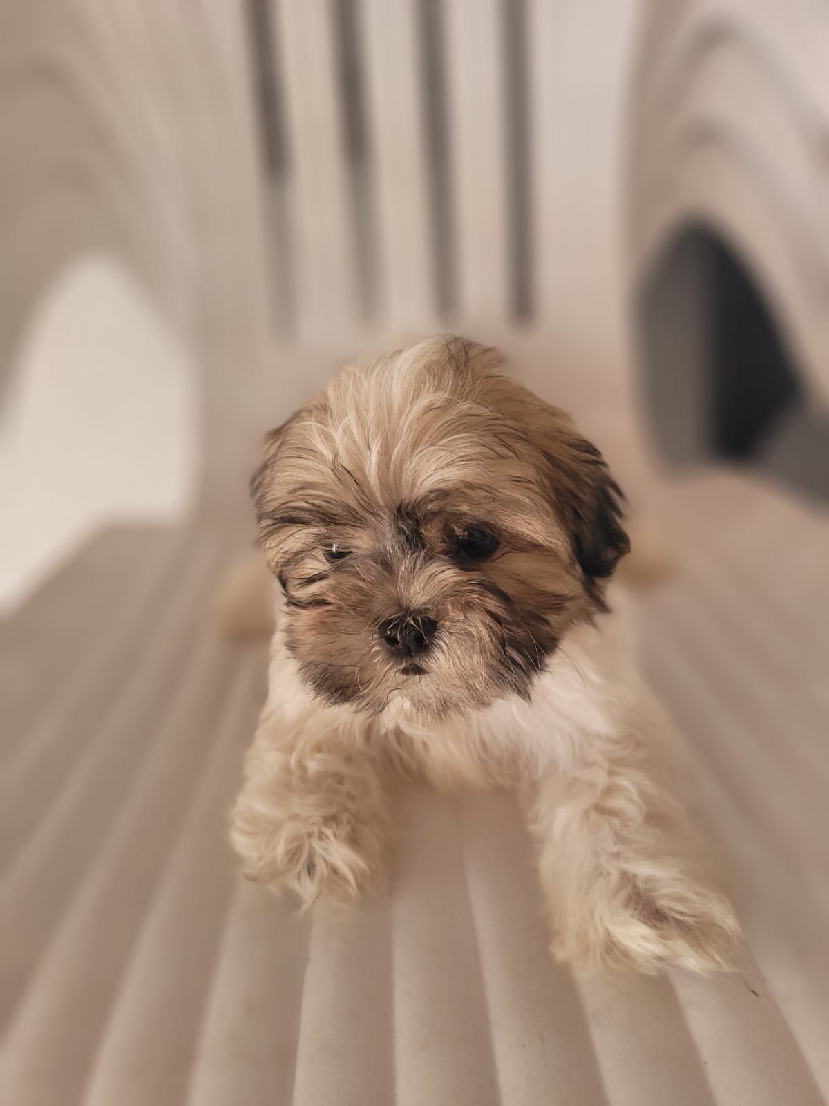 Portal Vendocão Vendo filhotes de lhiasa apso macho Cuiaba