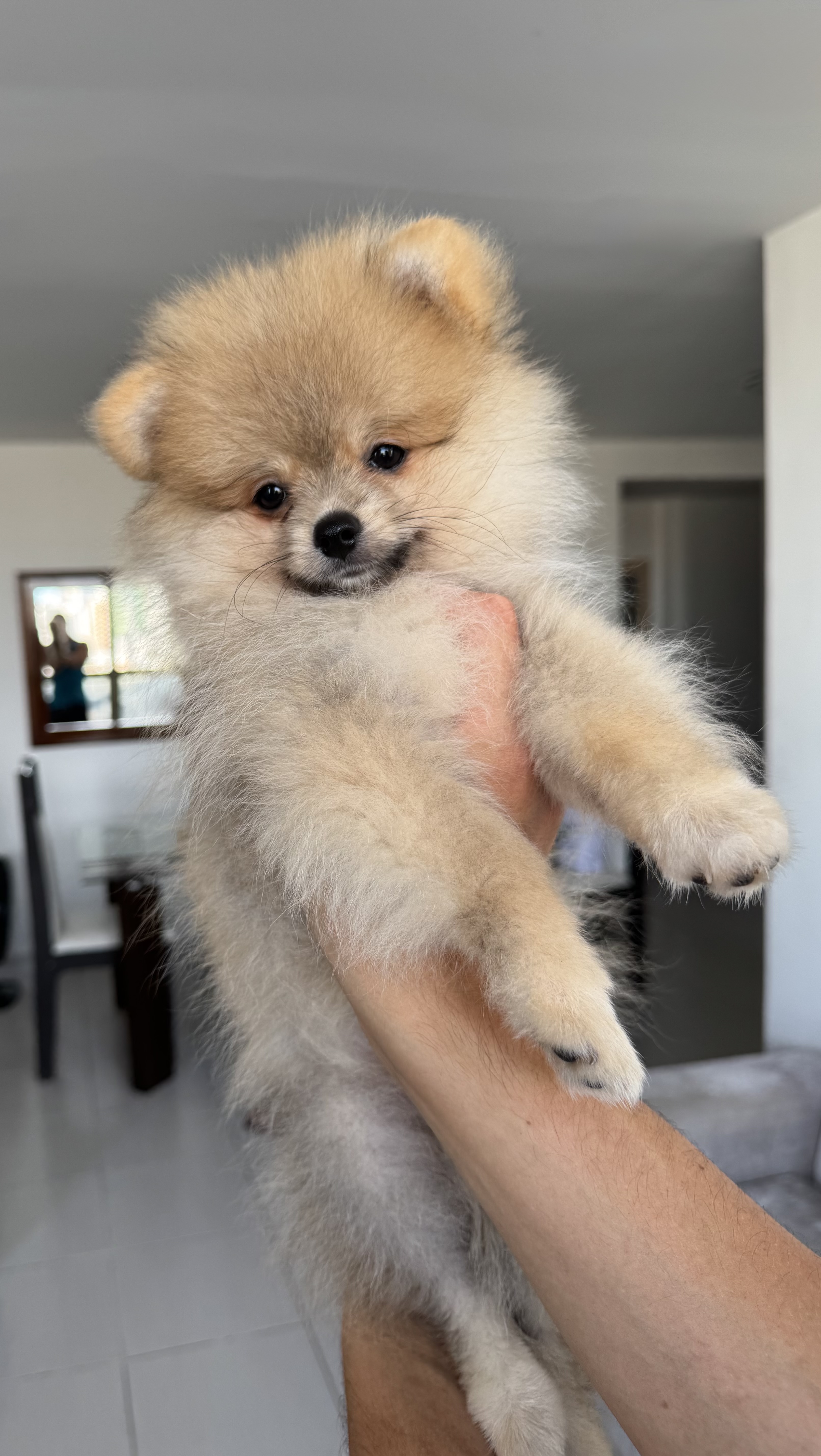 Portal Vendocão Vendo lulu da pomerania anao macho recife
