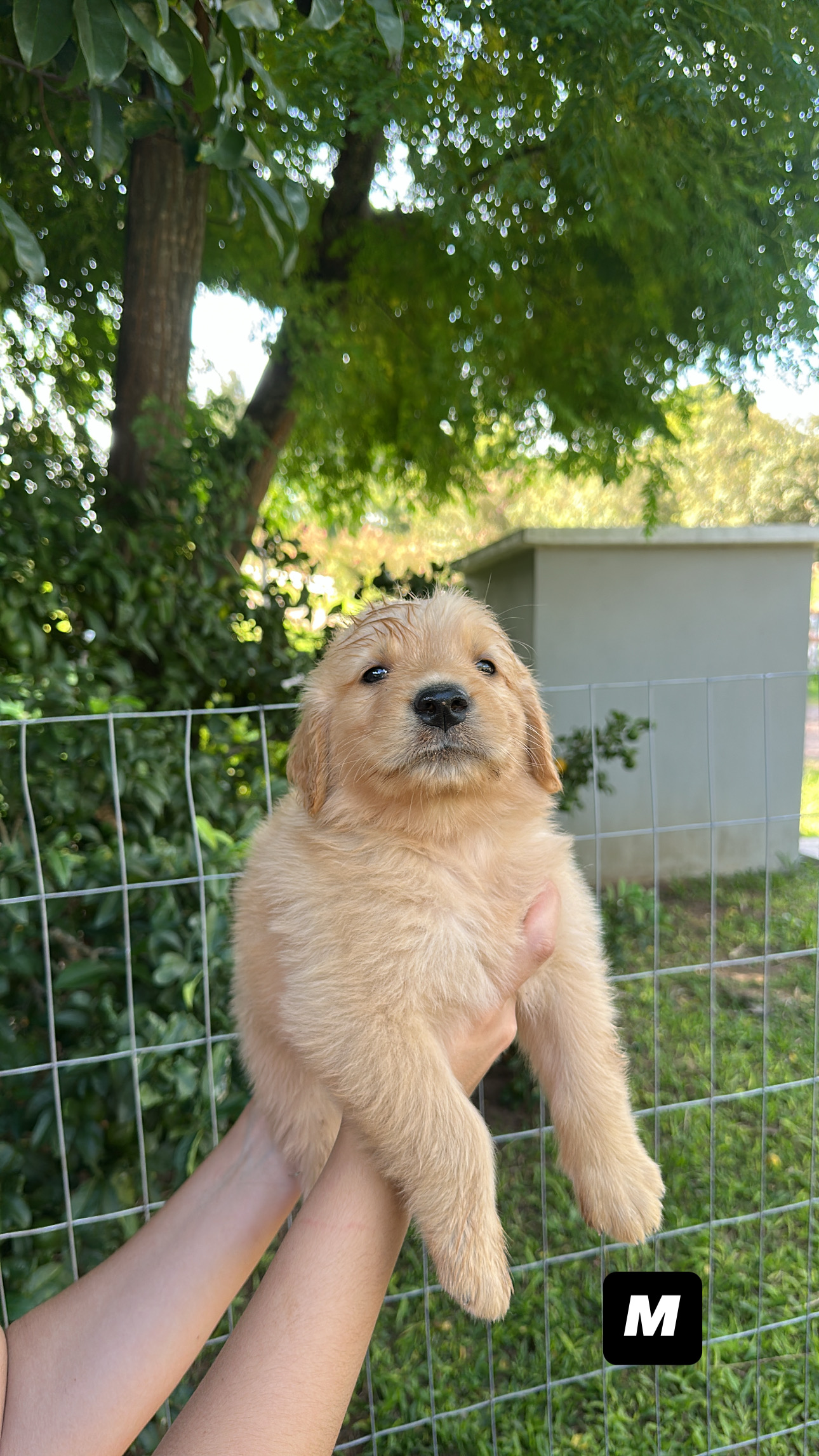 FILHOTE GOLDEN RETRIVIER - Foto 1