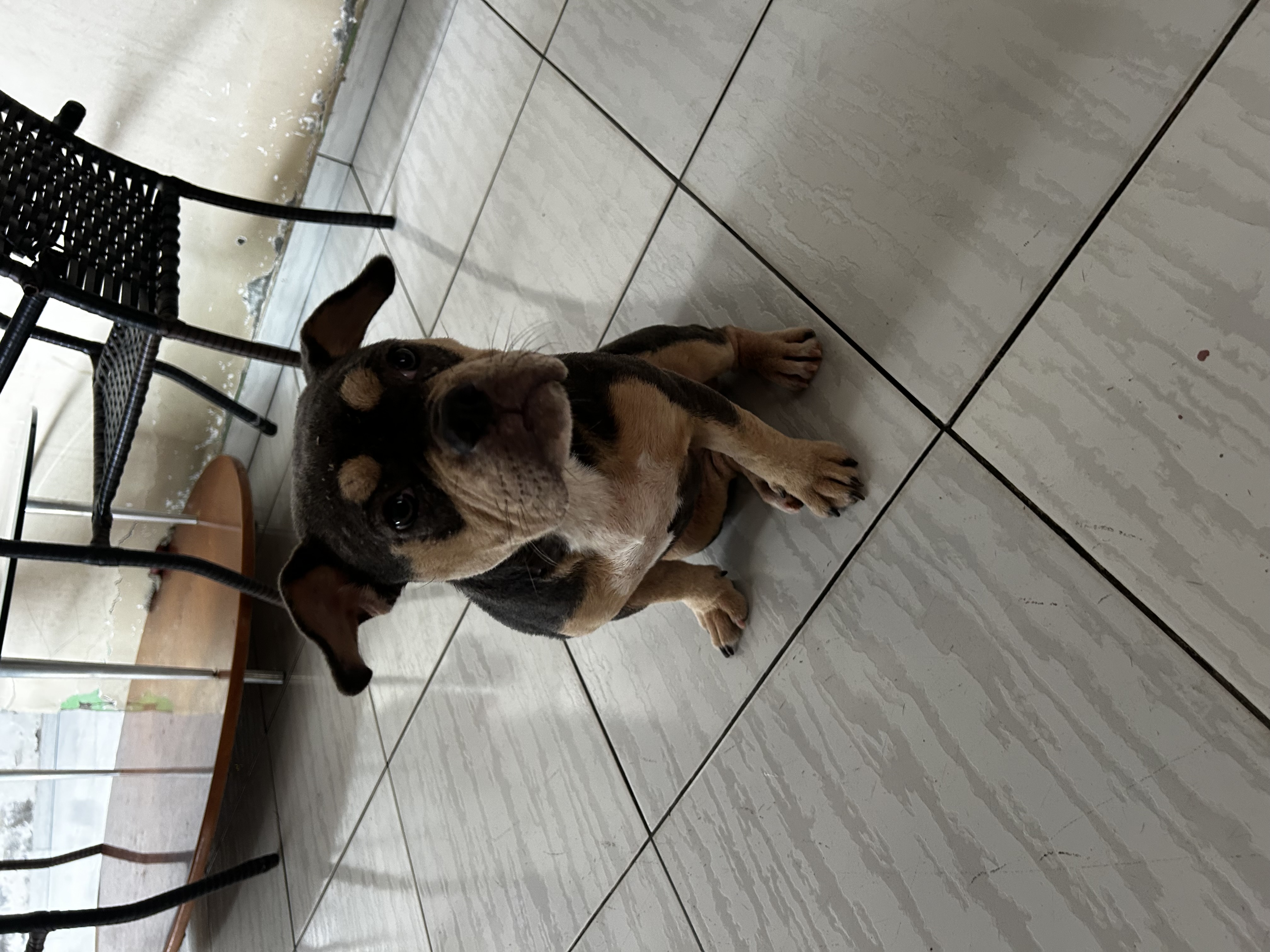 Portal Vendocão VENDO AMERICAN BULLY Feira de Santana