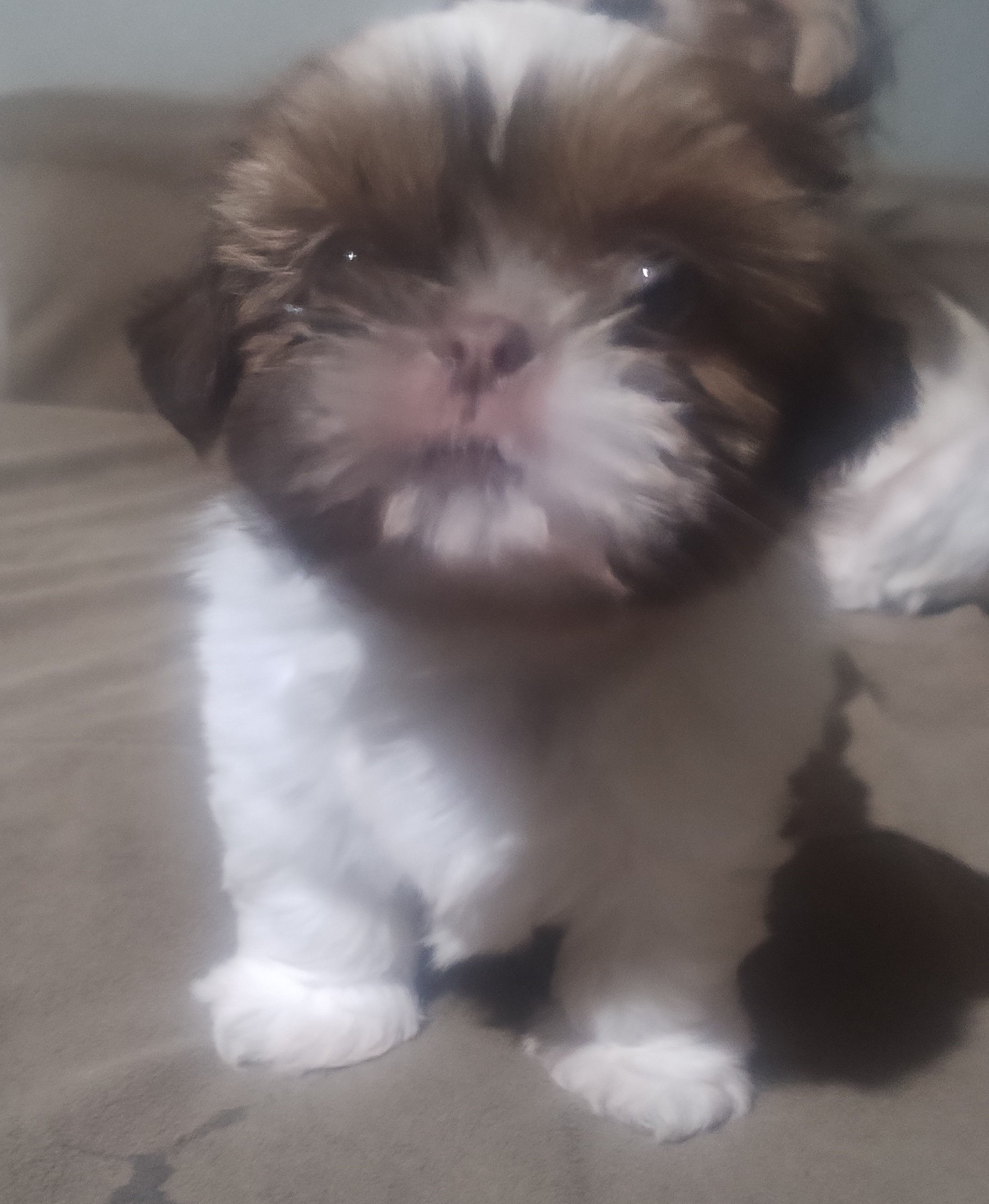 Portal Vendocão Filhotes de Shih tzu  Barra Mansa