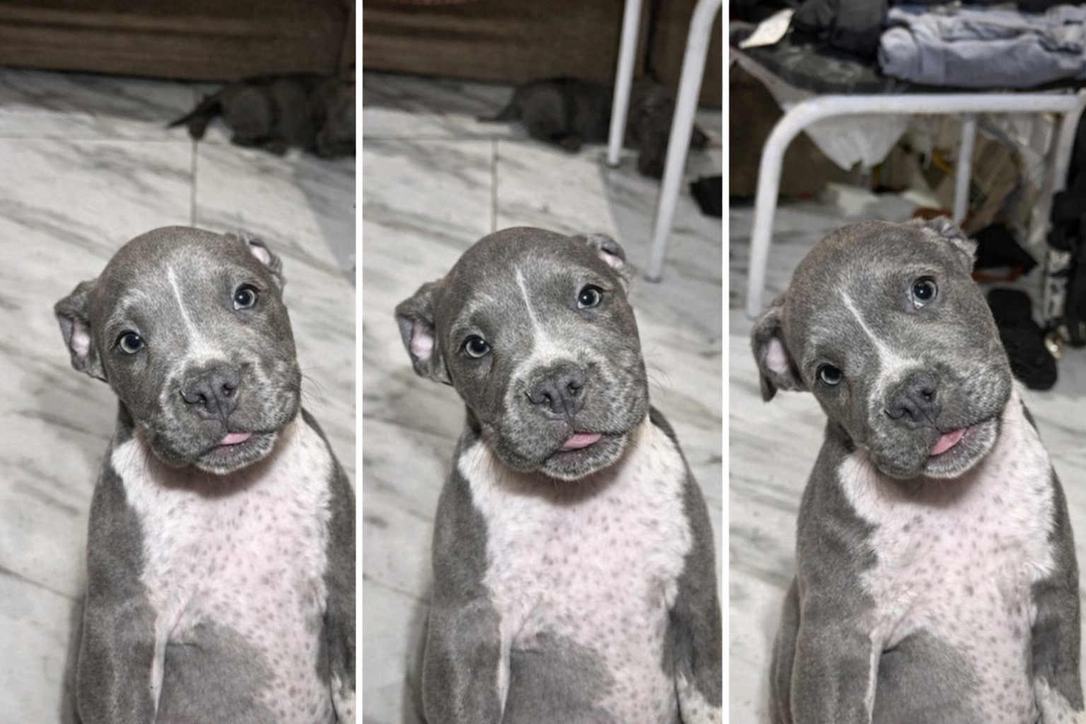 🔥 FILHOTES AMERICAN BULLY DISPONÍVEIS 🔥  Macho e Fêmea – 4 Meses –.  VALOR NEGOCIÁVEL  - Foto 2