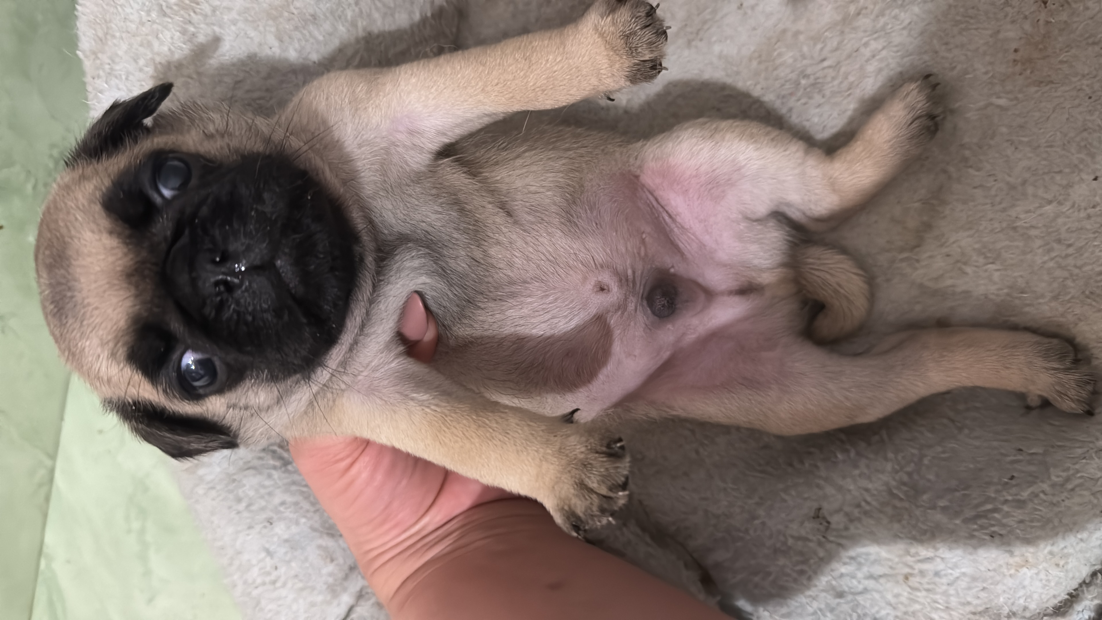 Portal Vendocão FILHOTES MINI PUG ABRICOT Cuiabá 