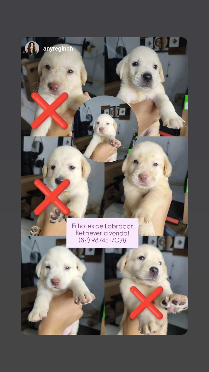 Portal Vendocão Vendo filhotes de labadores Retriever  Maceió