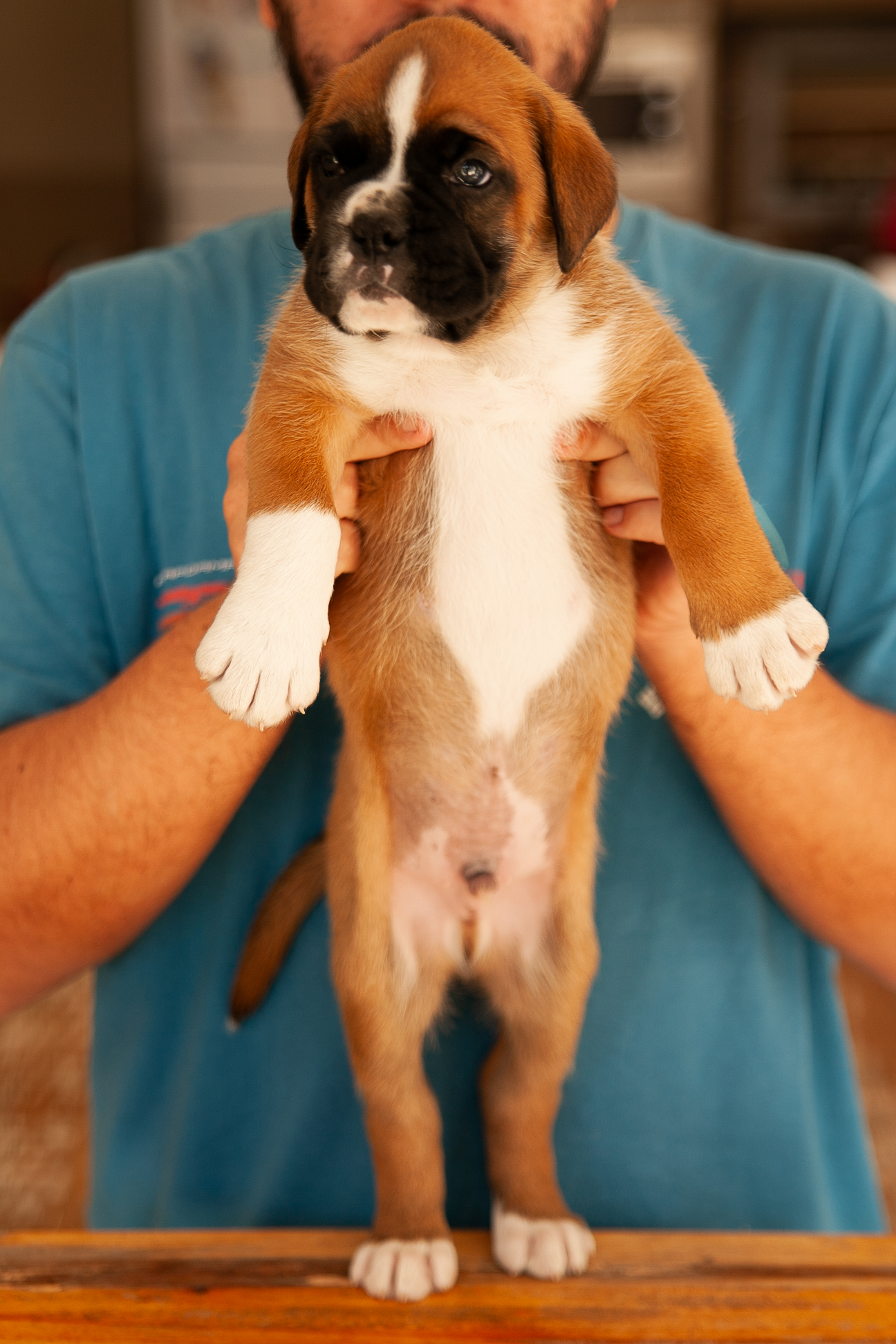 Filhote de Boxer Macho - Thor, criado em família - Foto 4