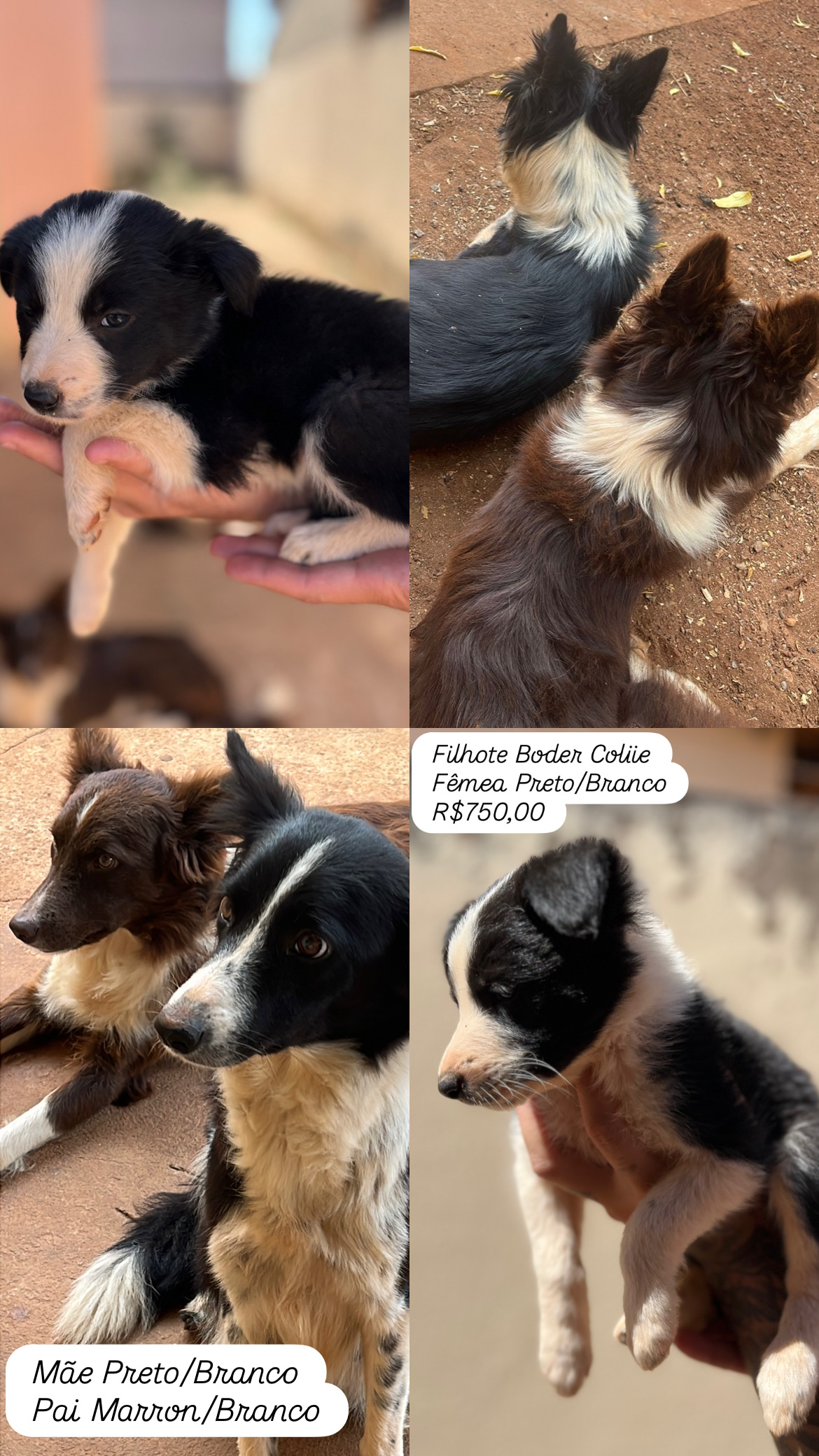 Portal Vendocão Vendo Filhotes de BoderCollie  Anapolis 