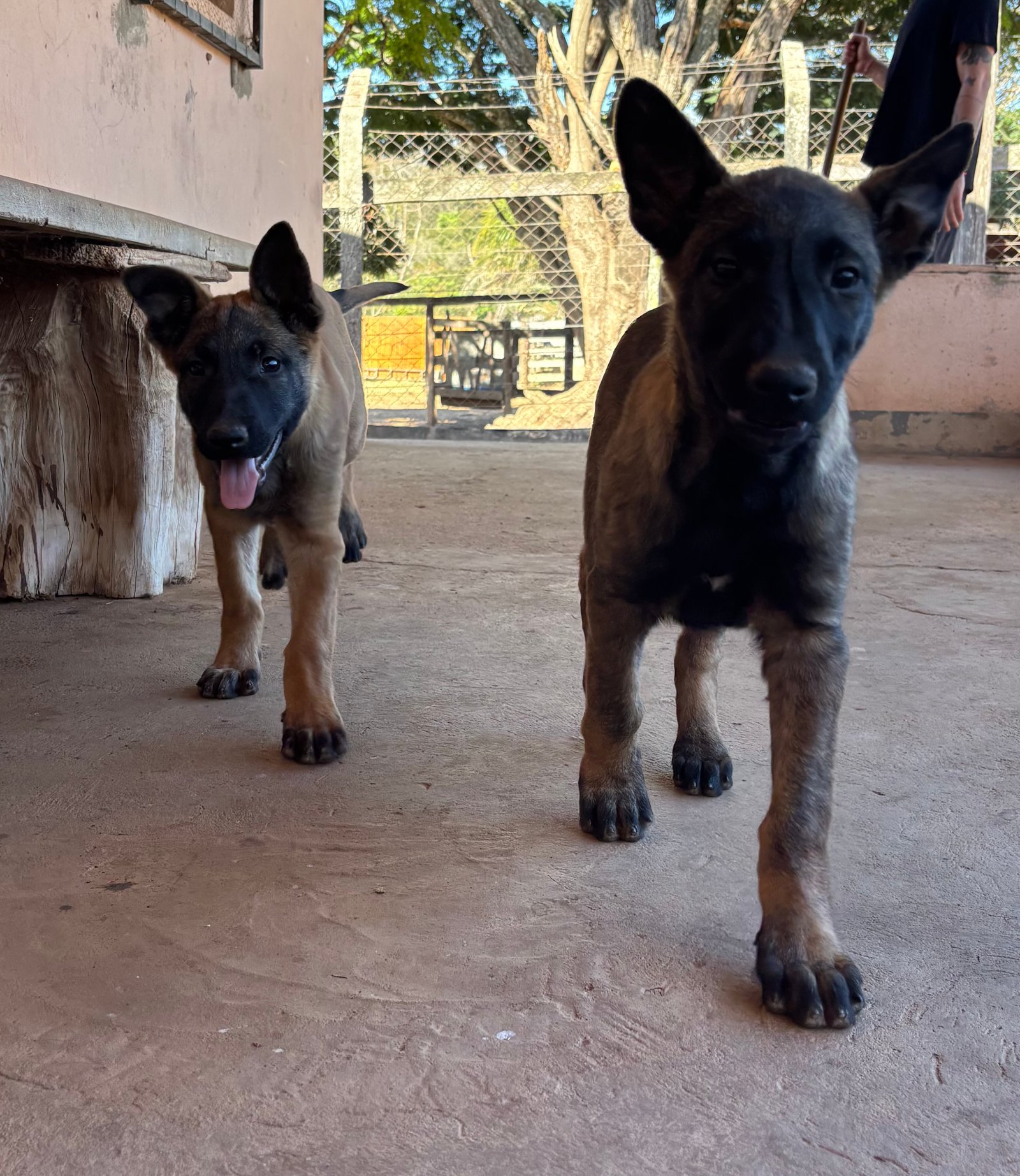 Lindos filhotes de Pastor Belga  Malinois - Foto 3