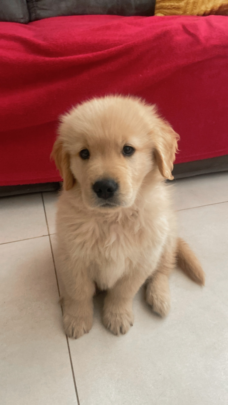 Portal Vendocão Vendo Golden Retriever  Santa Luzia 