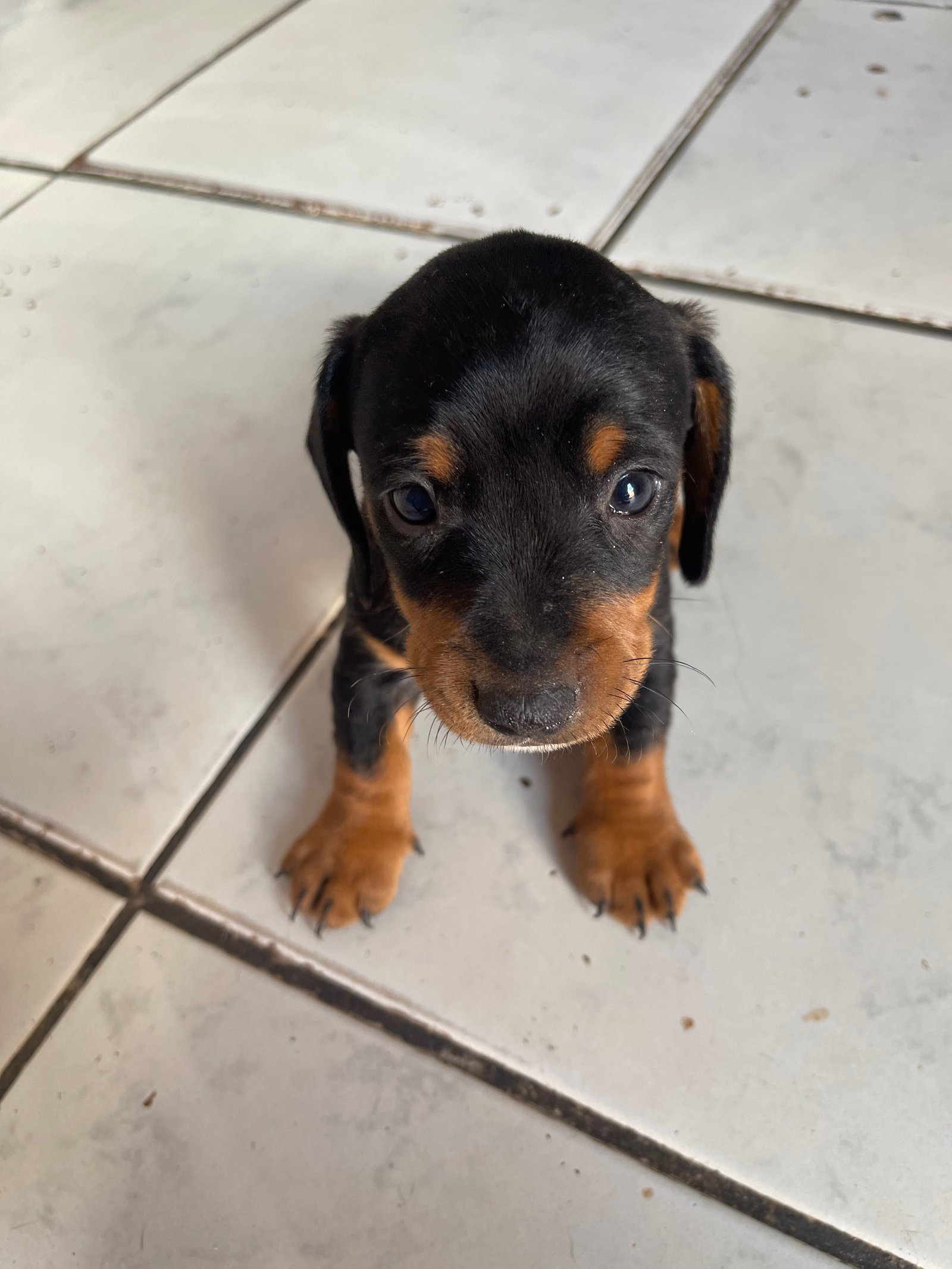 Dachshund Salsichas puríssimo  - Foto 2