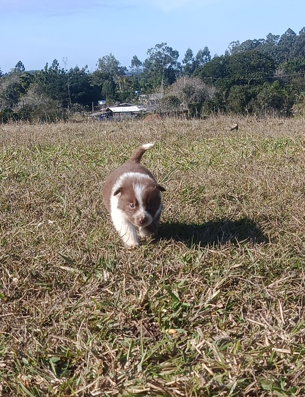 Border collie 